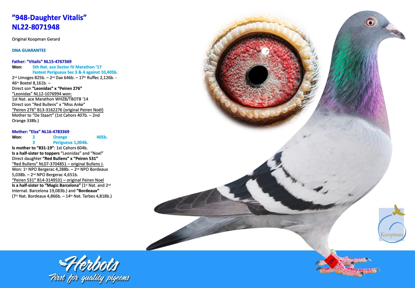 pigeon: undefined