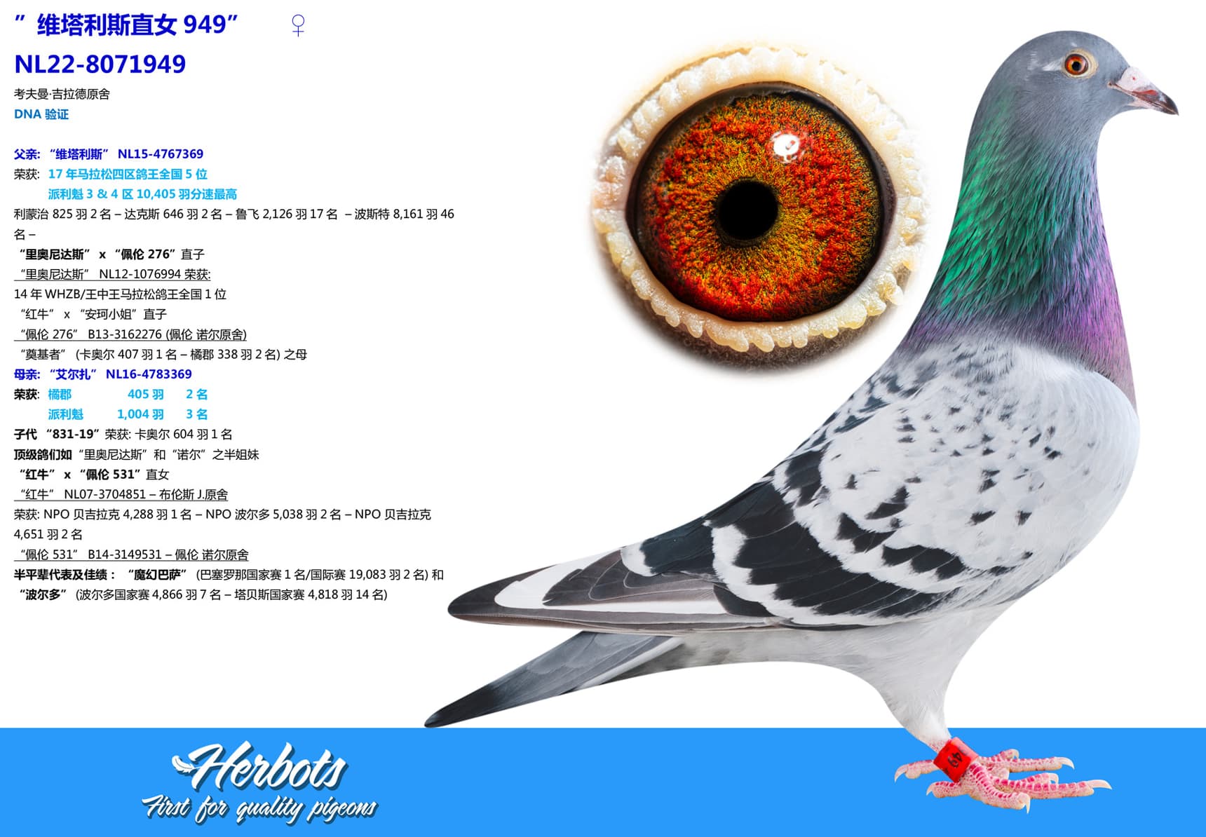 pigeon: undefined