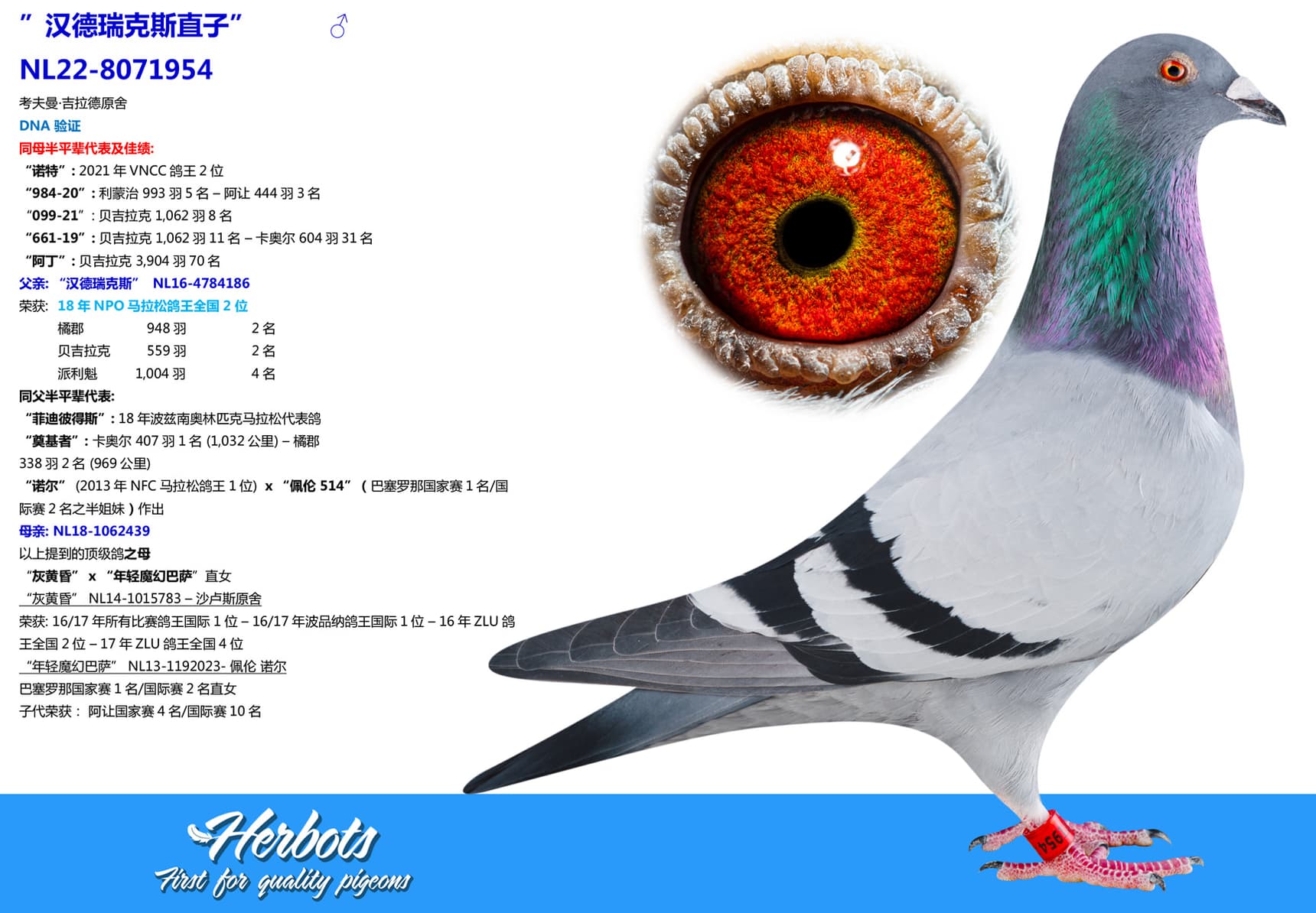 pigeon: undefined