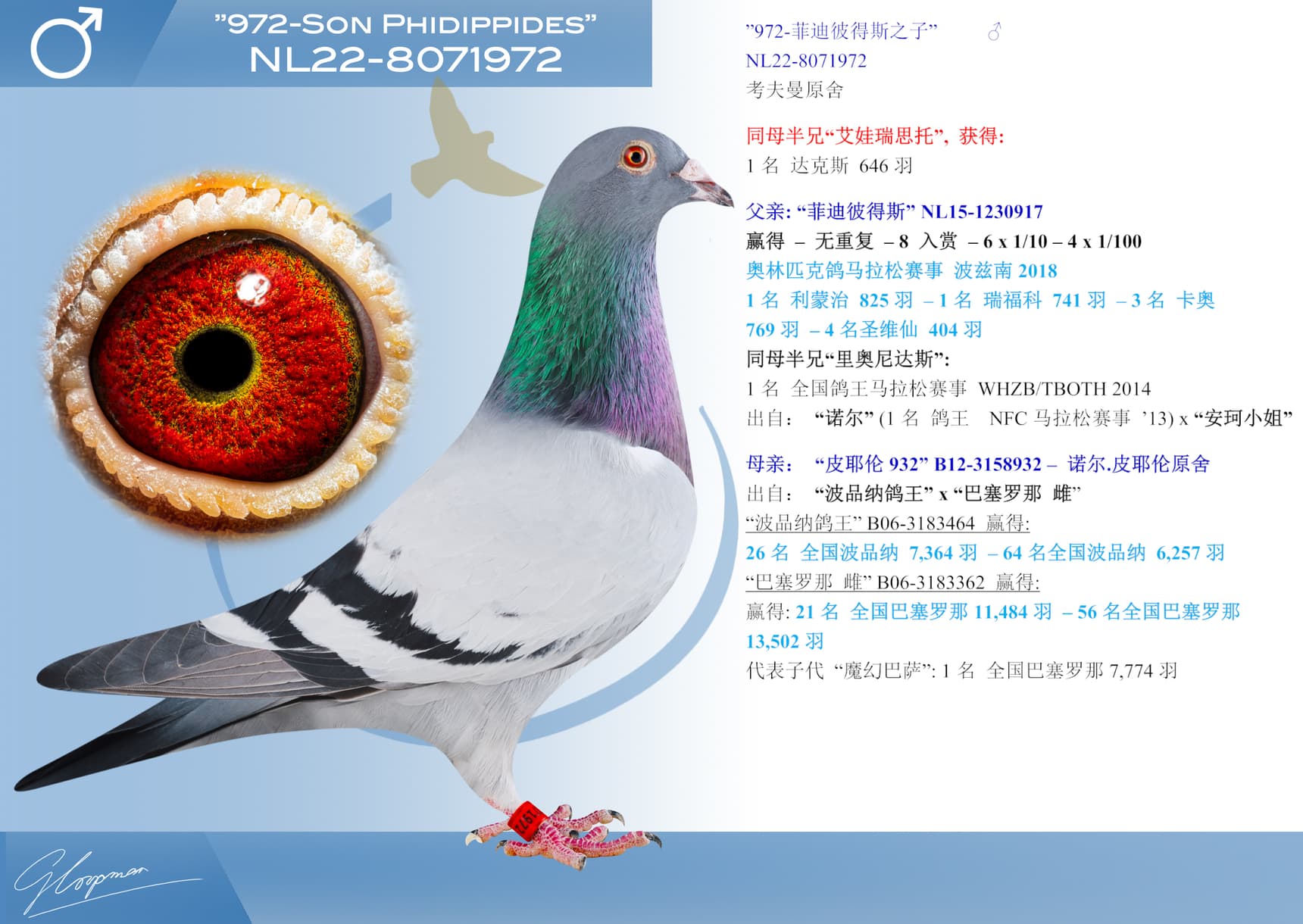 pigeon: undefined