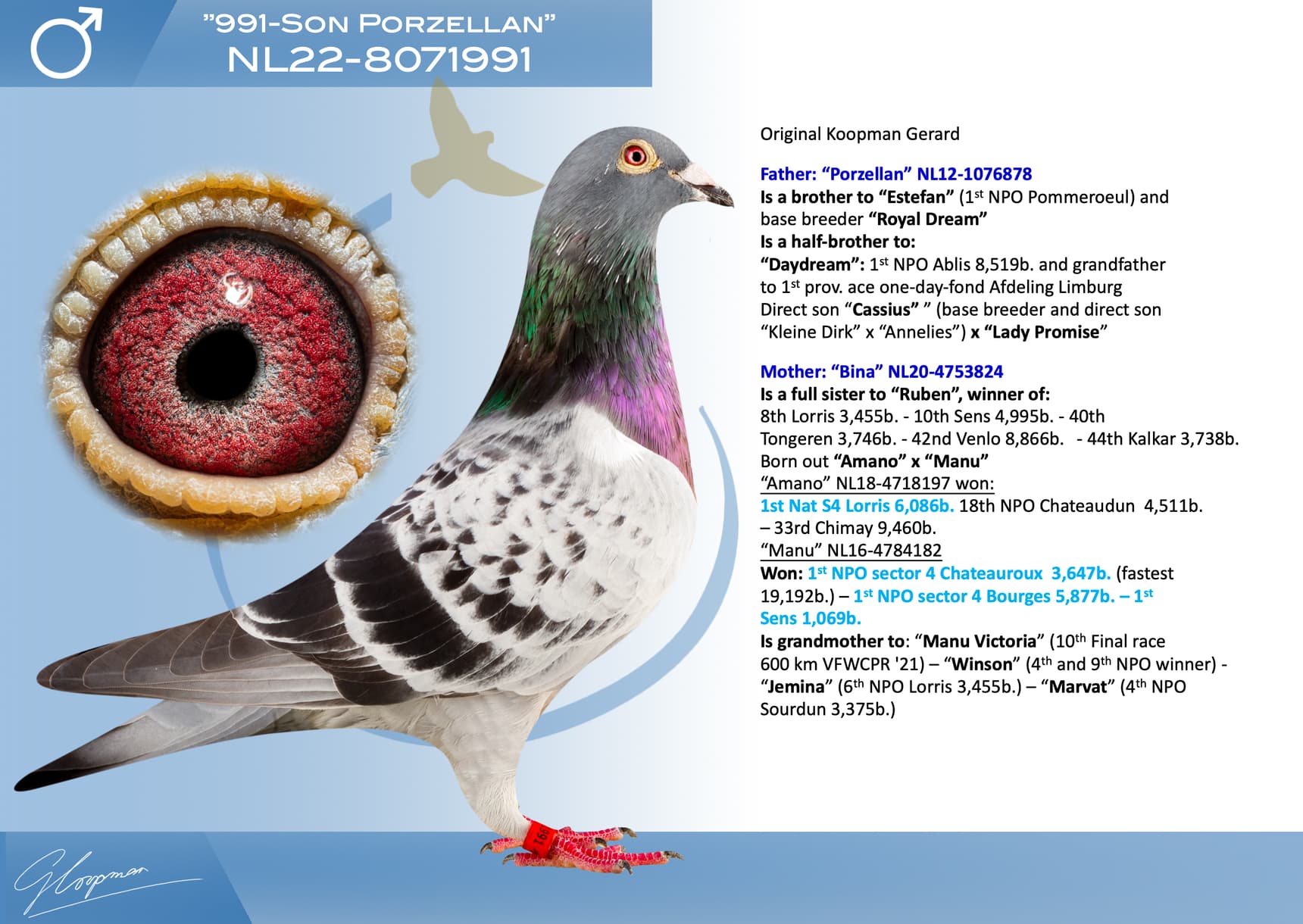 pigeon: undefined