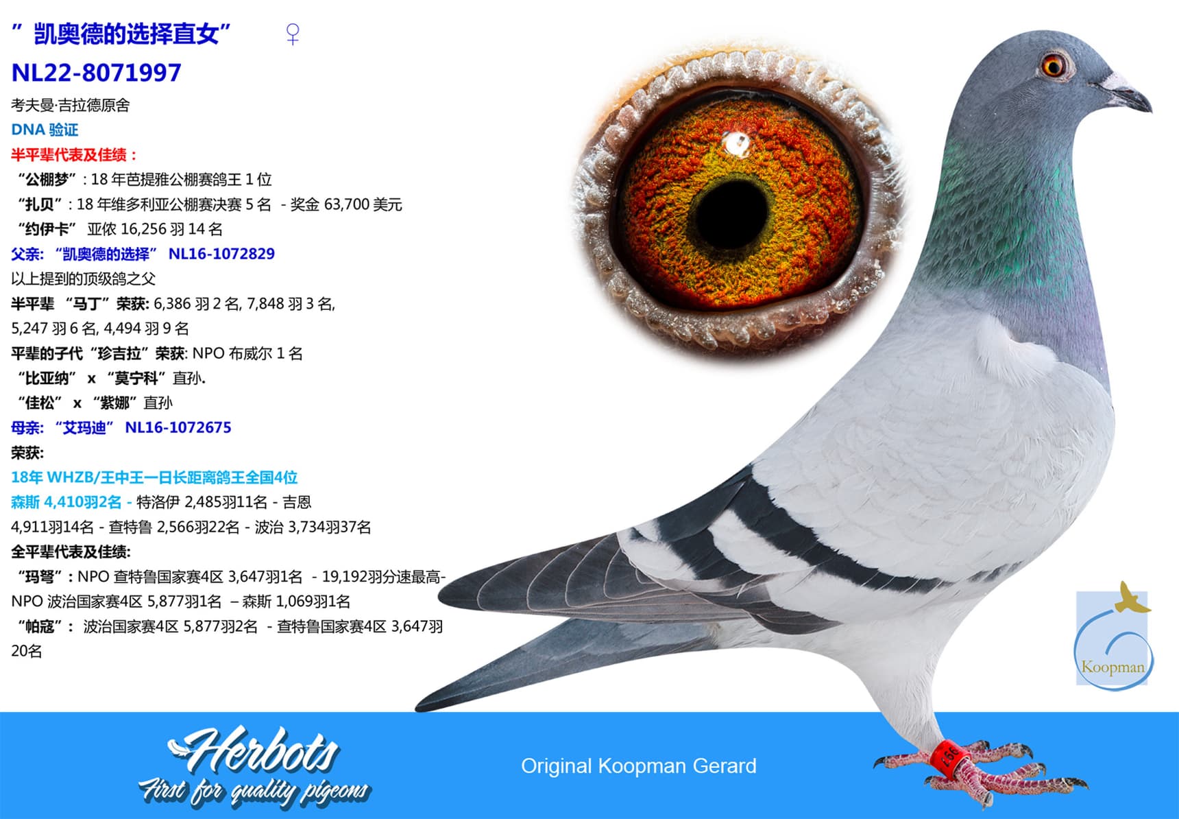 pigeon: undefined