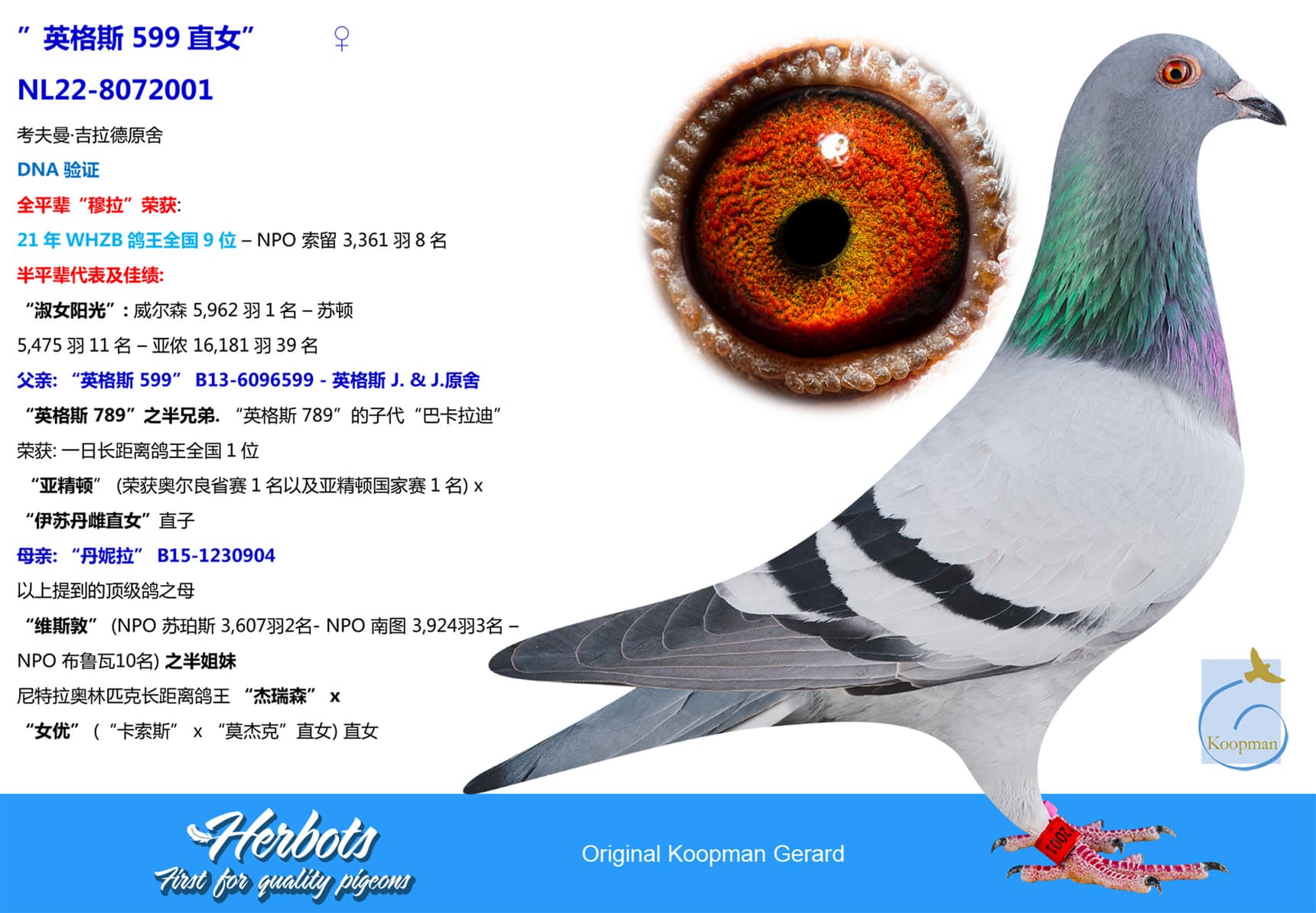 pigeon: undefined