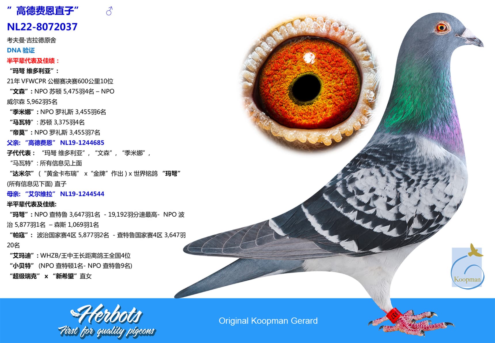 pigeon: undefined