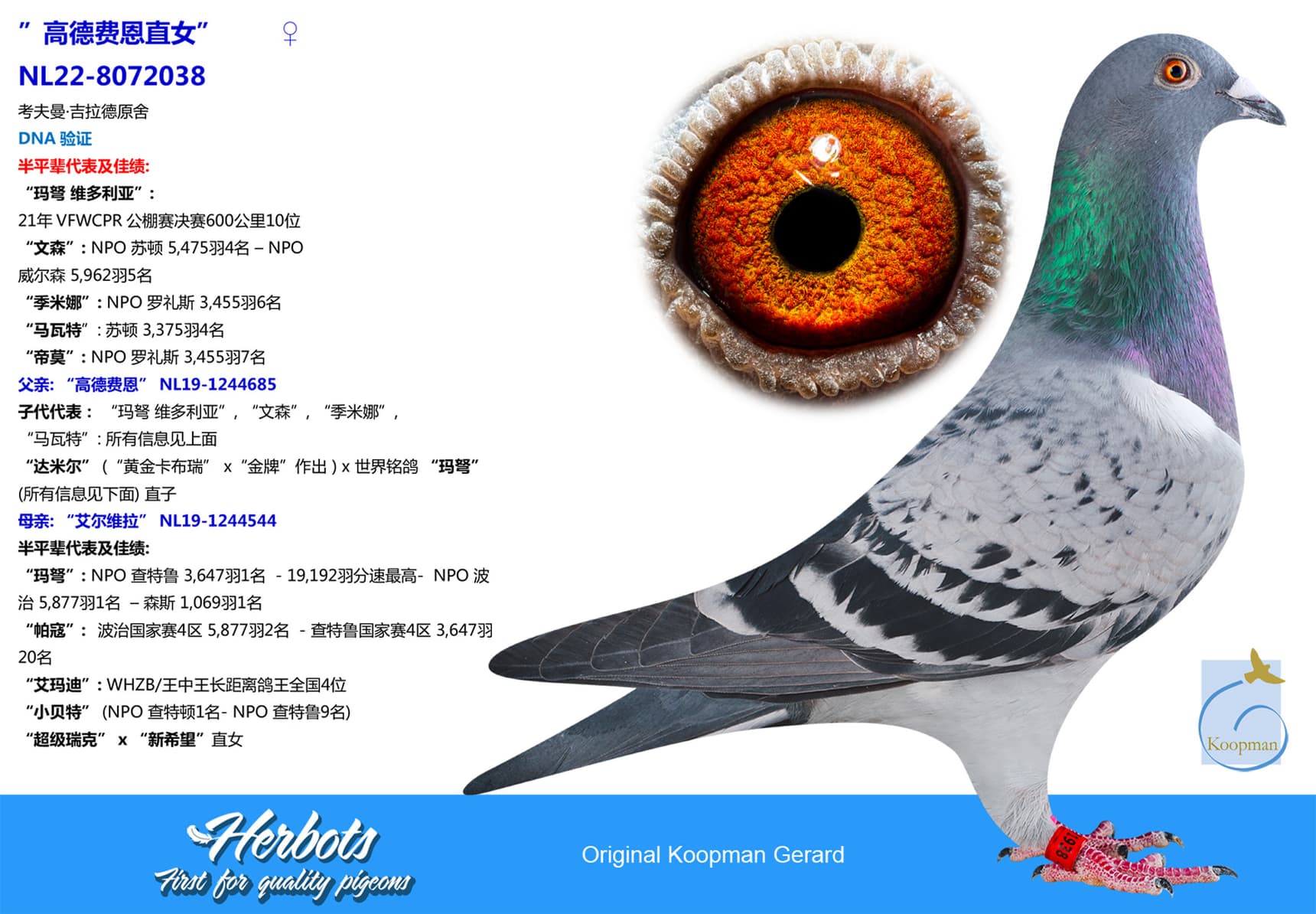 pigeon: undefined