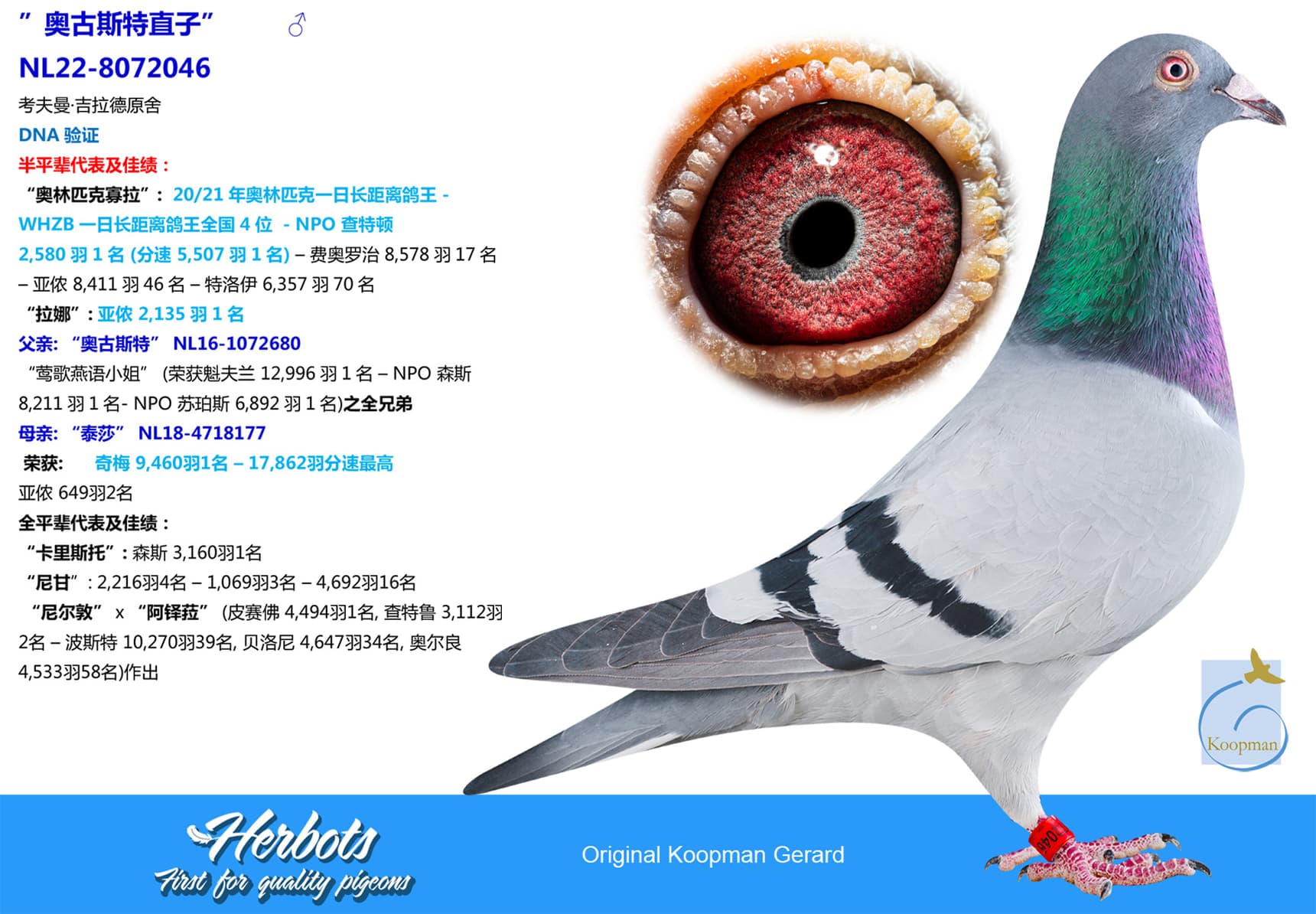 pigeon: undefined