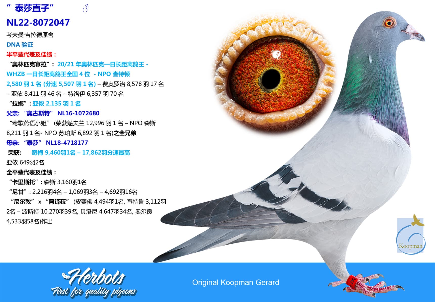 pigeon: undefined