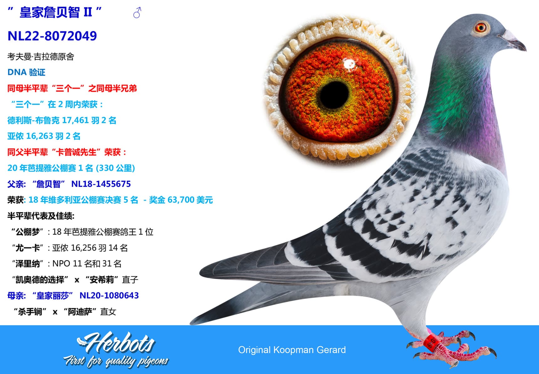 pigeon: undefined