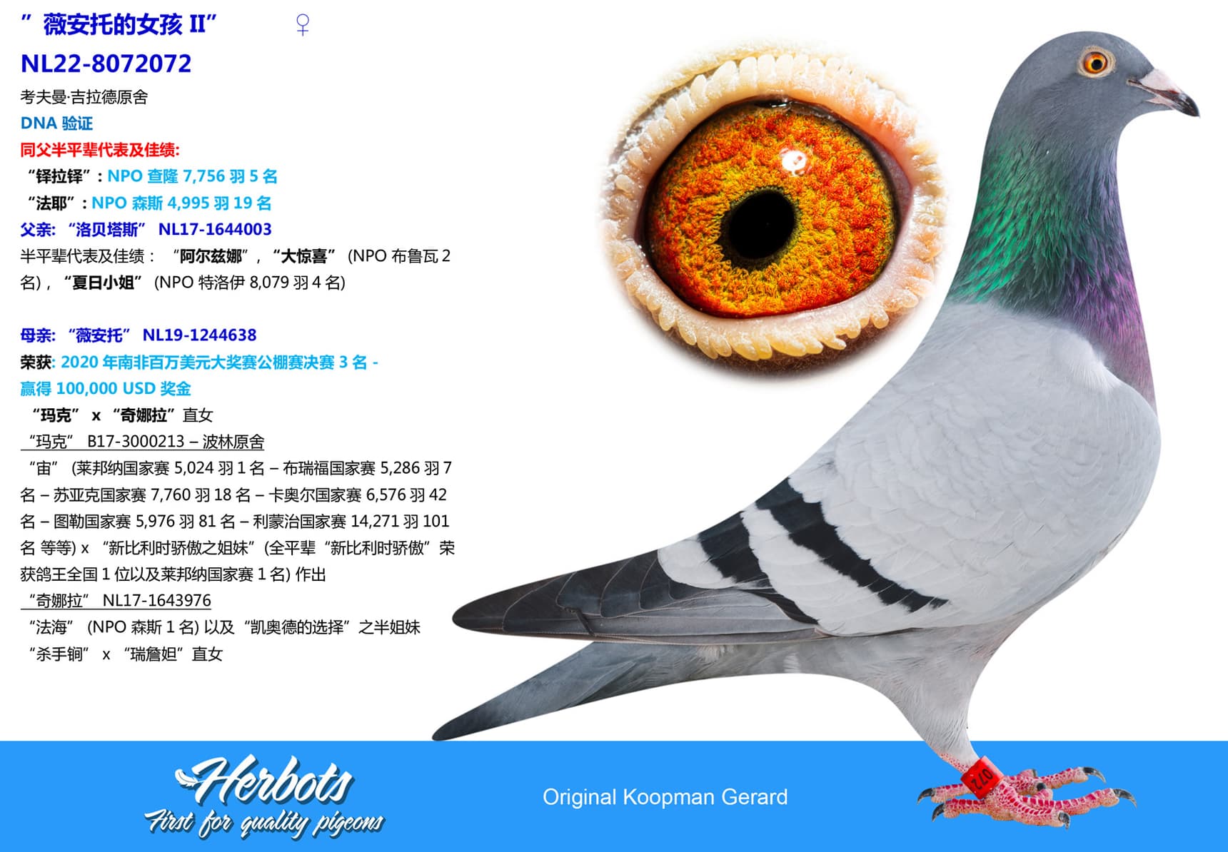 pigeon: undefined