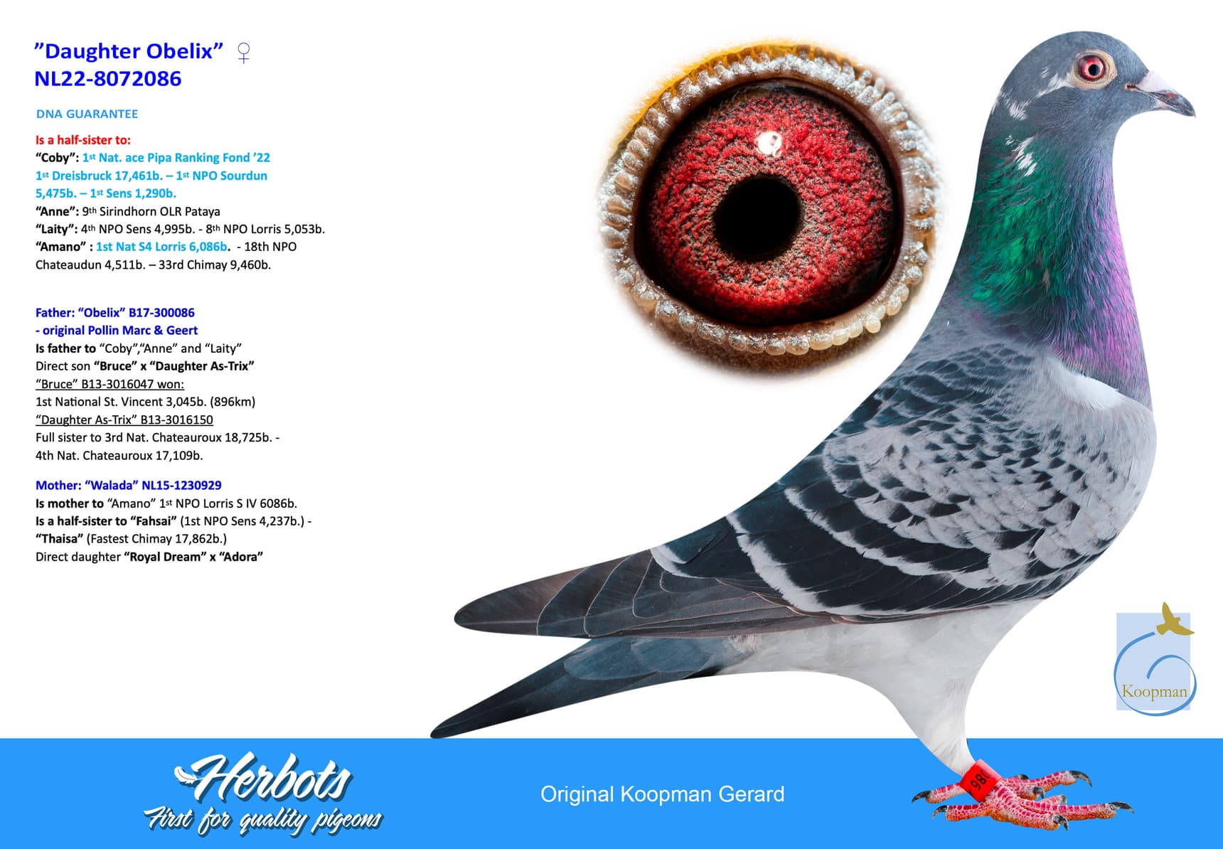 pigeon: undefined