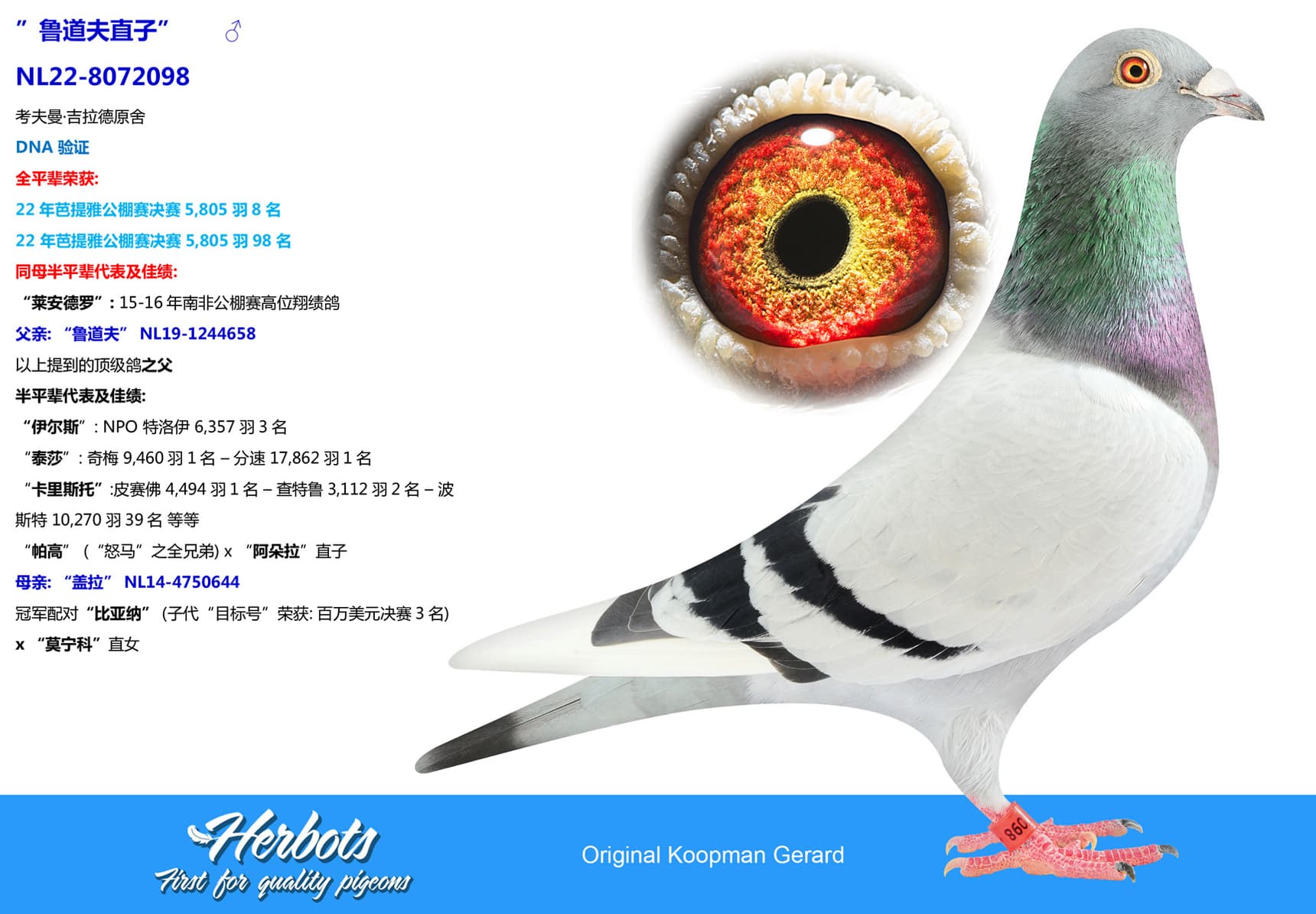 pigeon: undefined