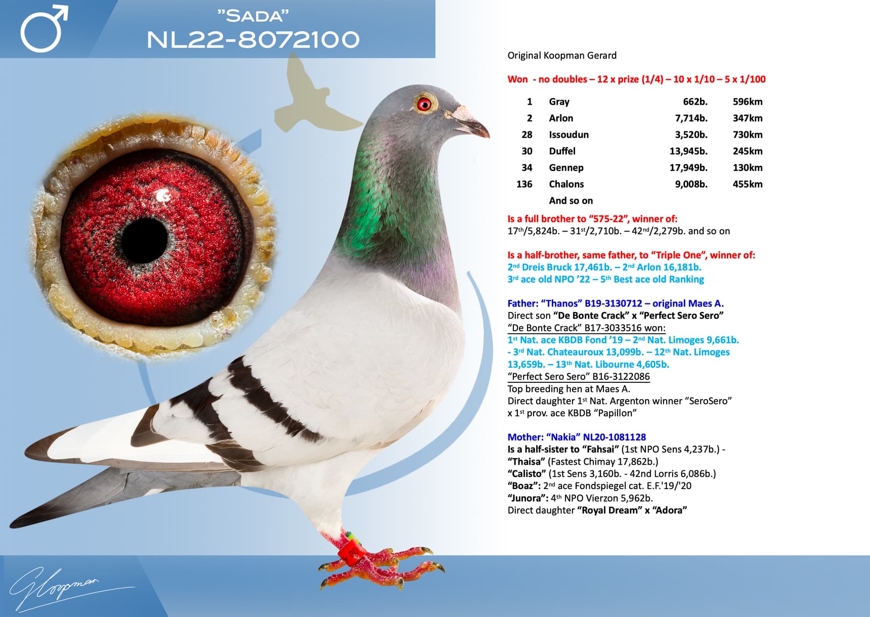 pigeon: undefined