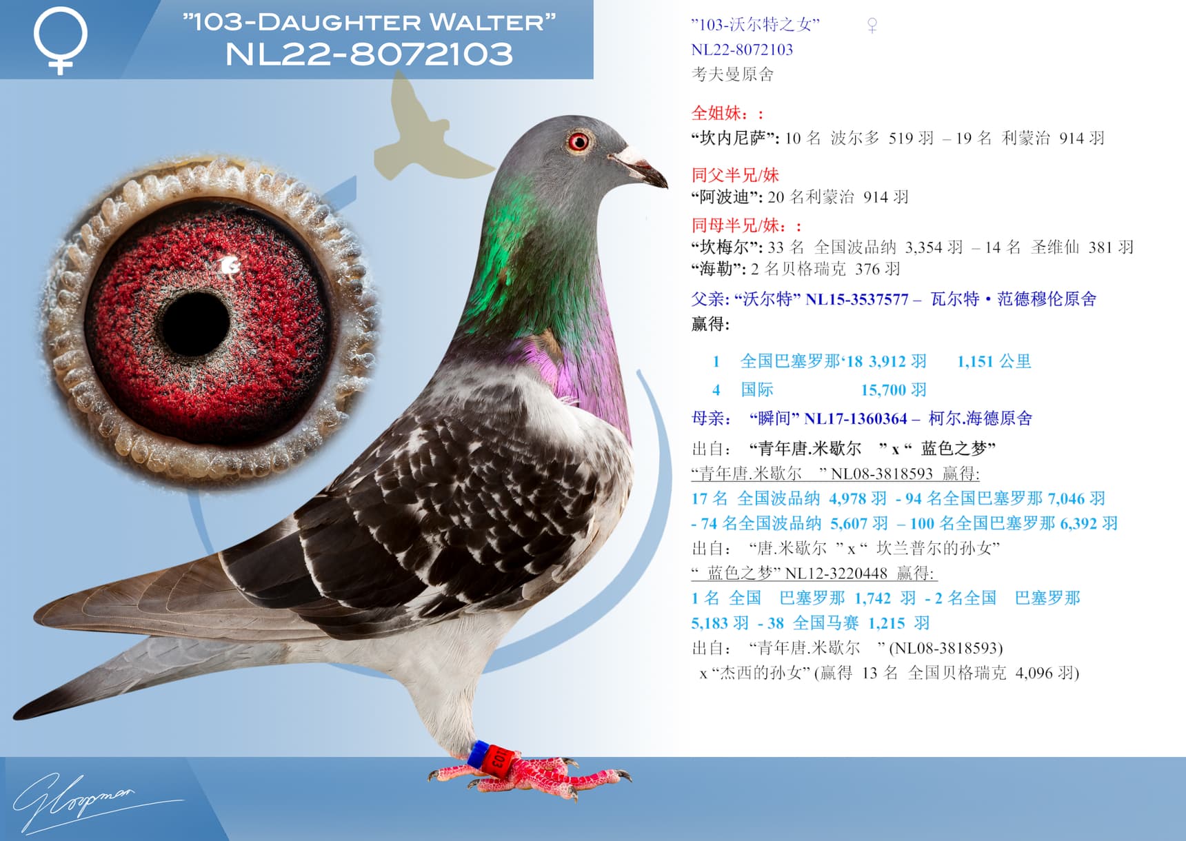 pigeon: ”103-沃尔特之女”