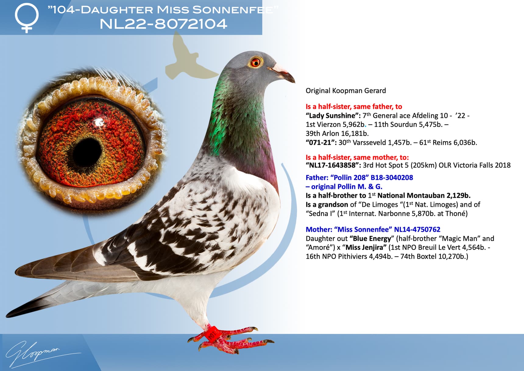 pigeon: undefined