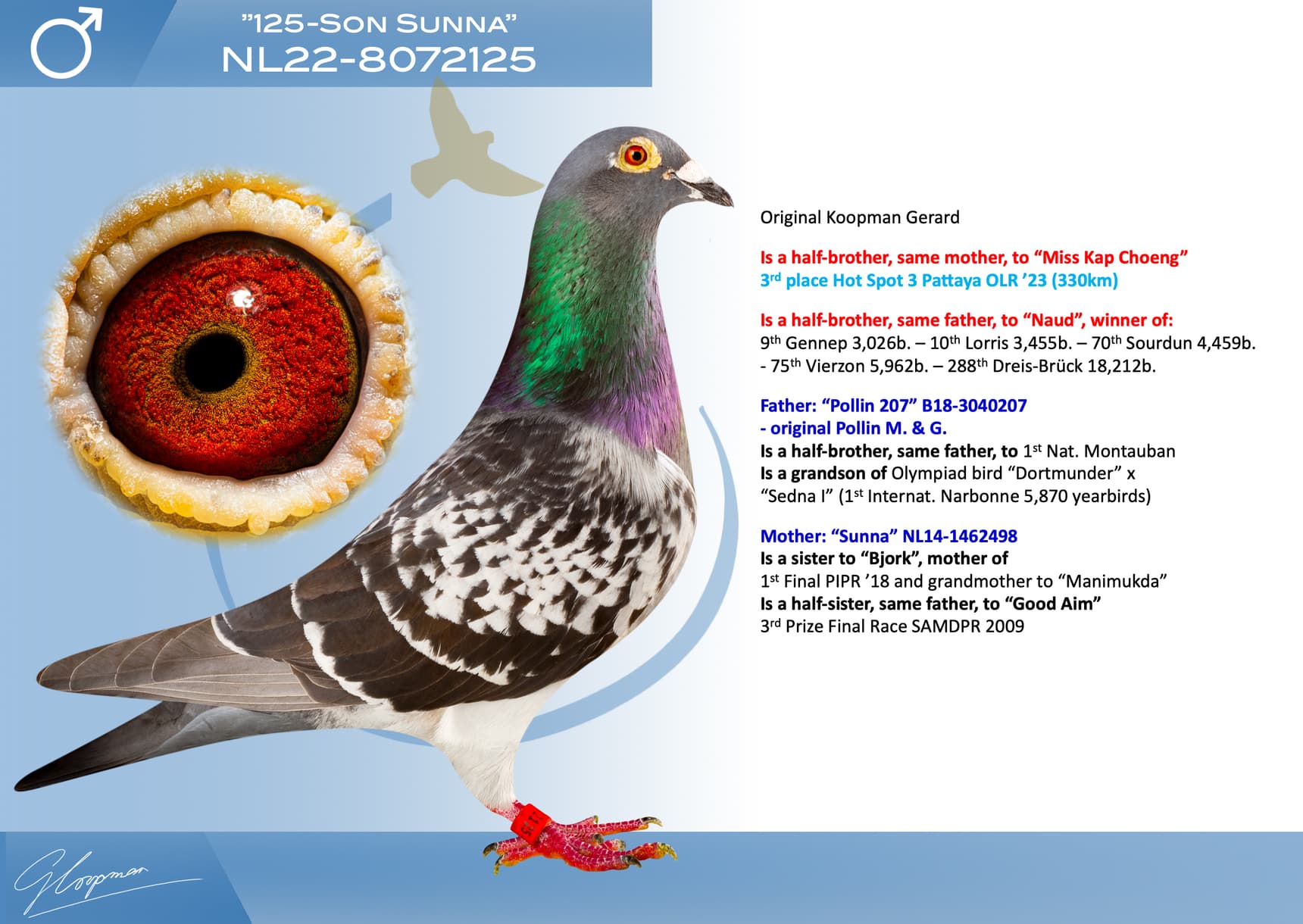 pigeon: undefined