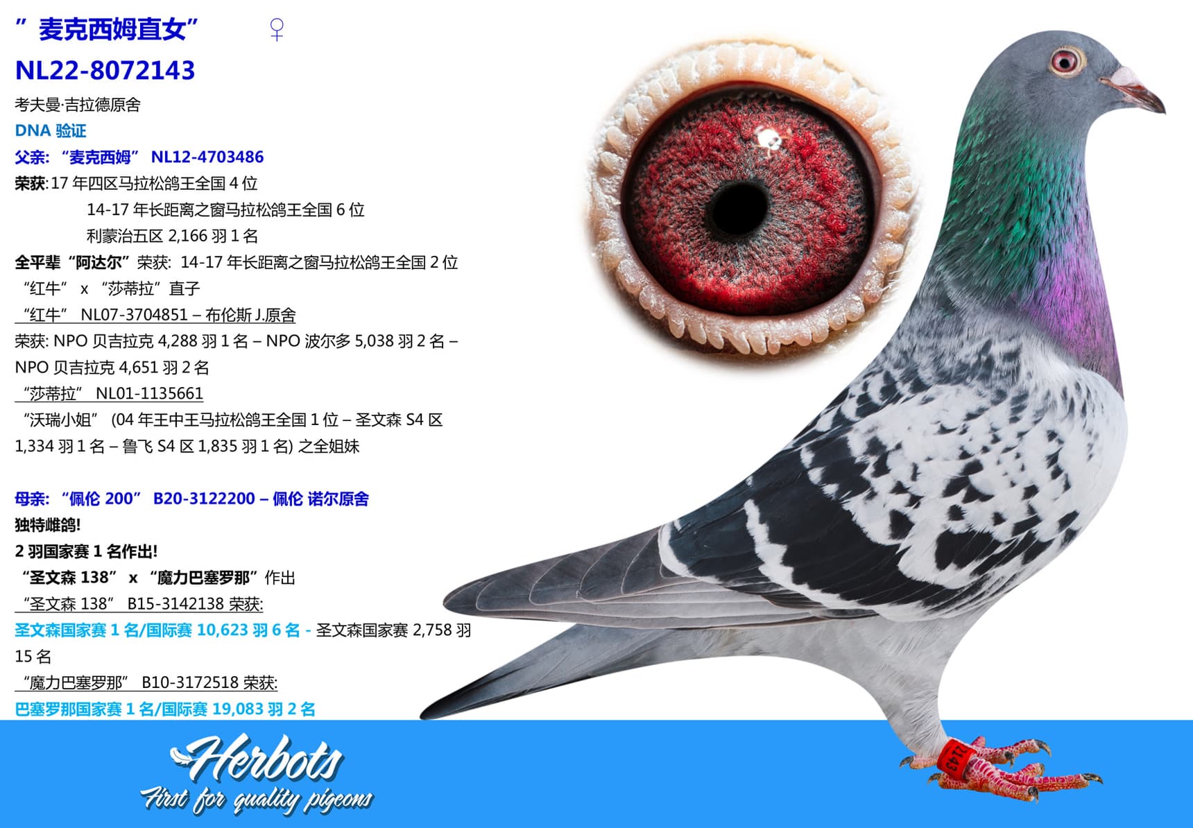 pigeon: undefined