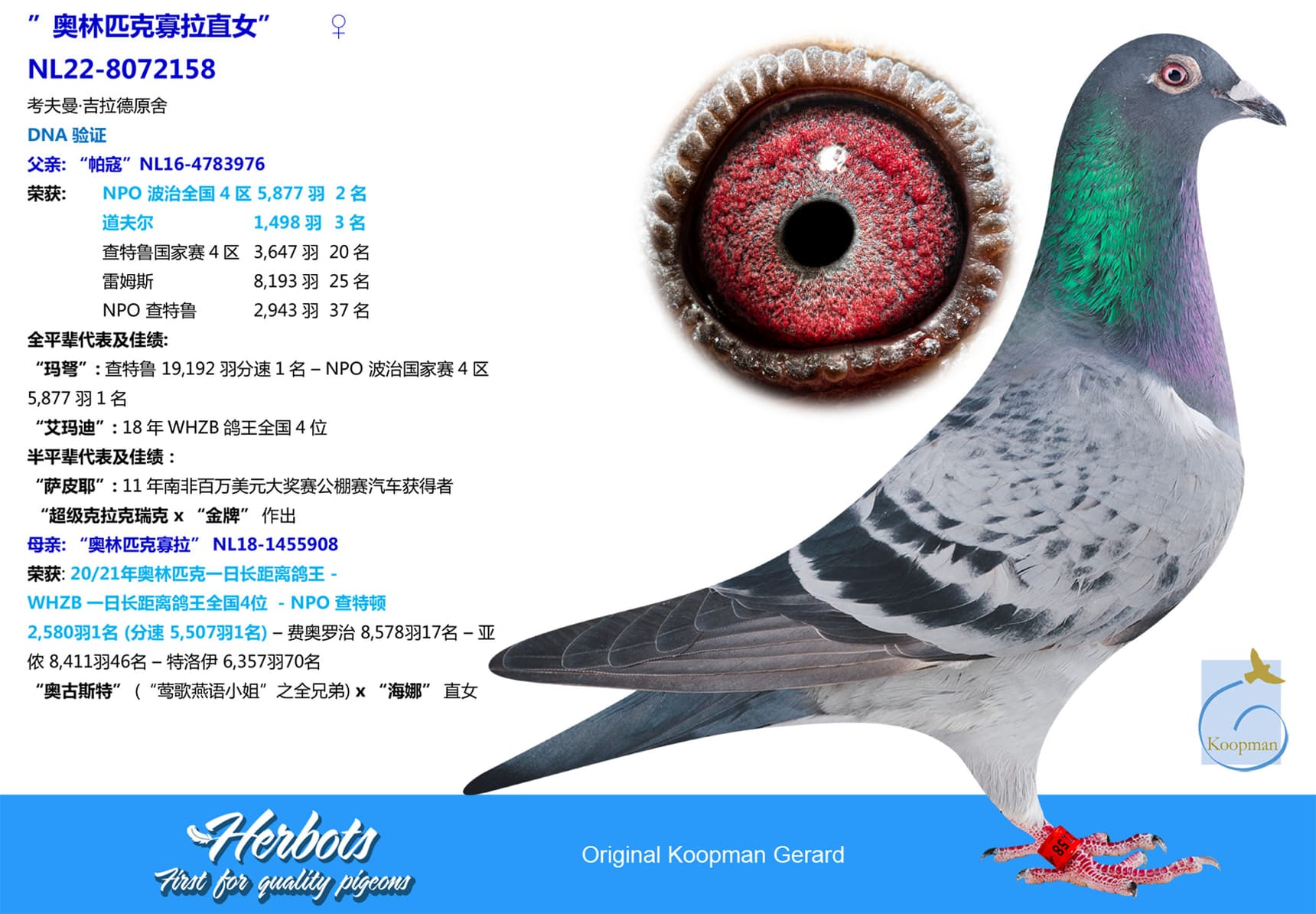 pigeon: undefined
