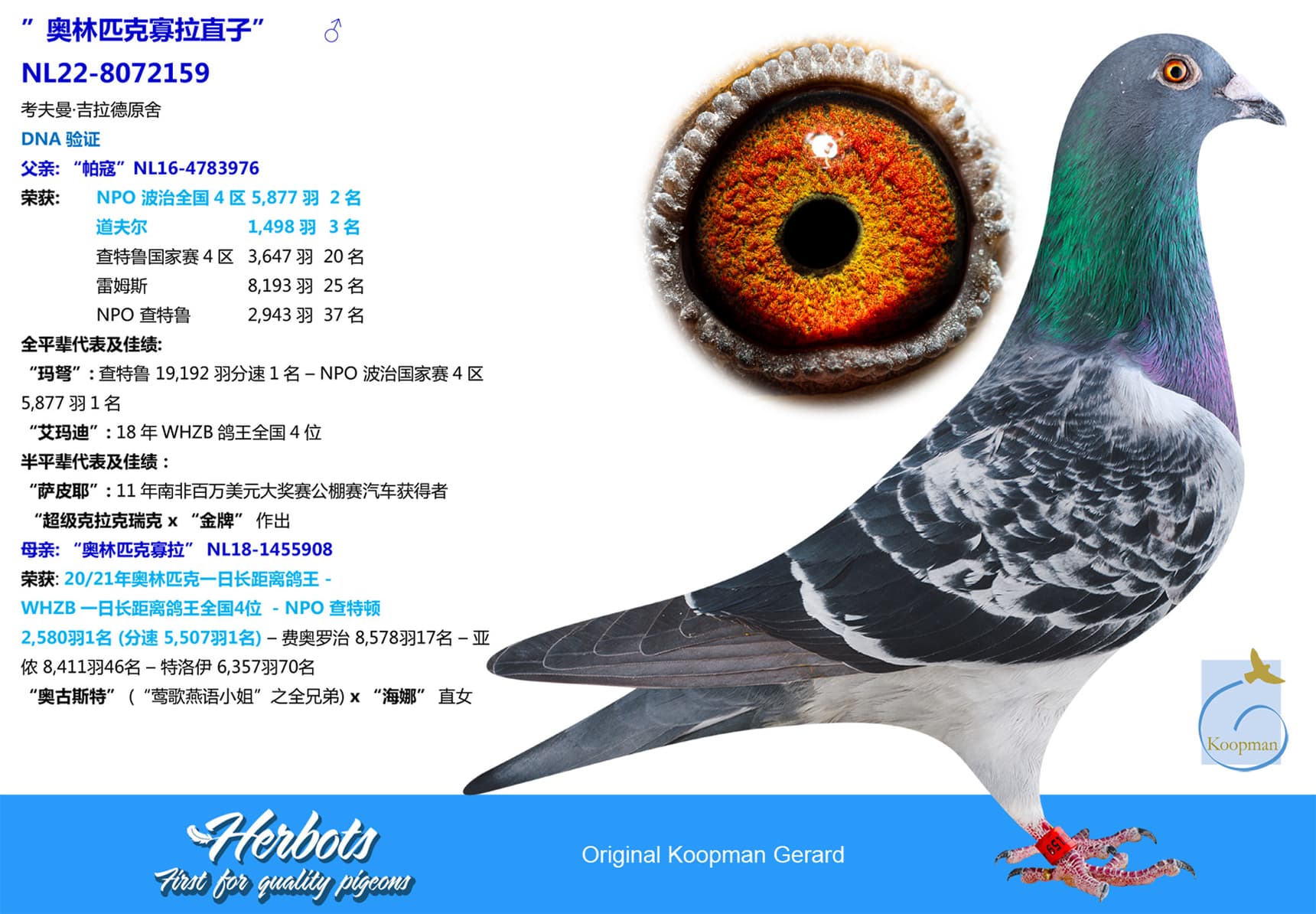 pigeon: undefined