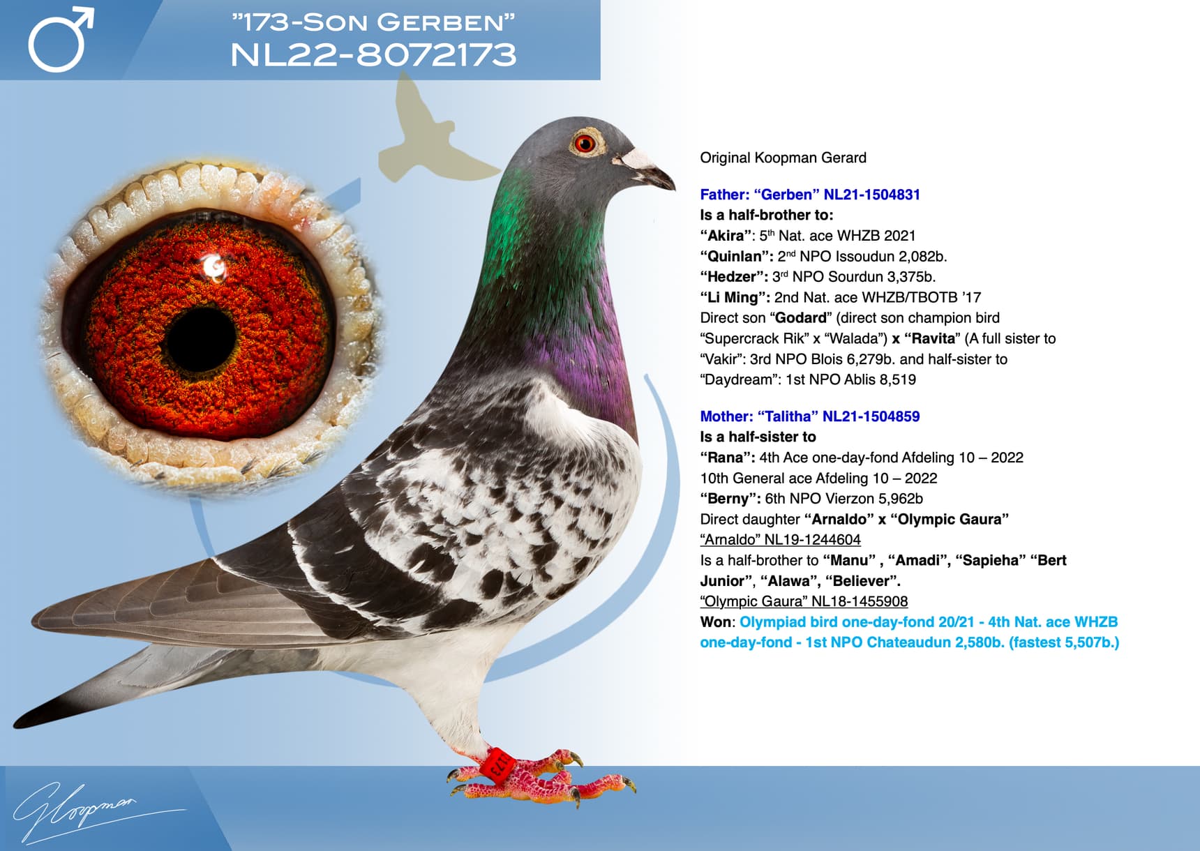 pigeon: undefined