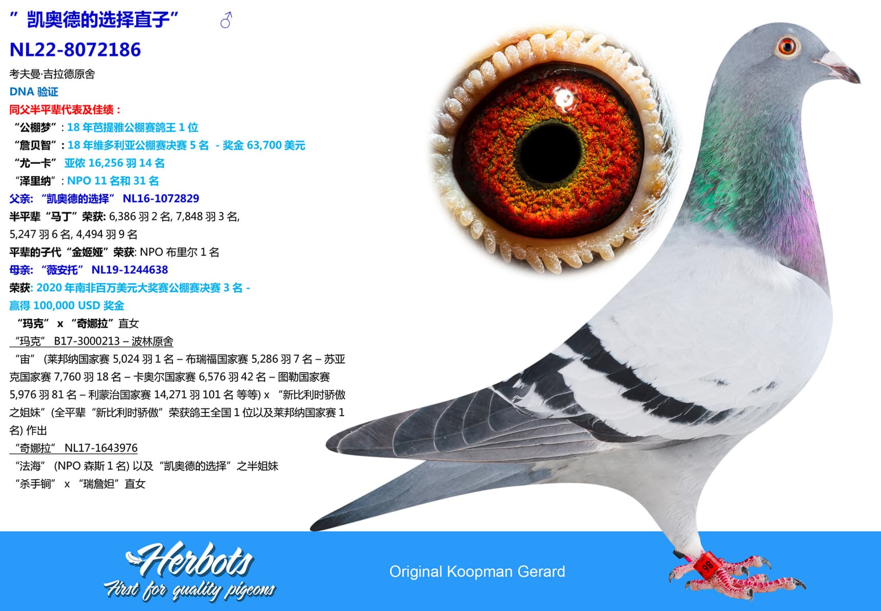 pigeon: undefined