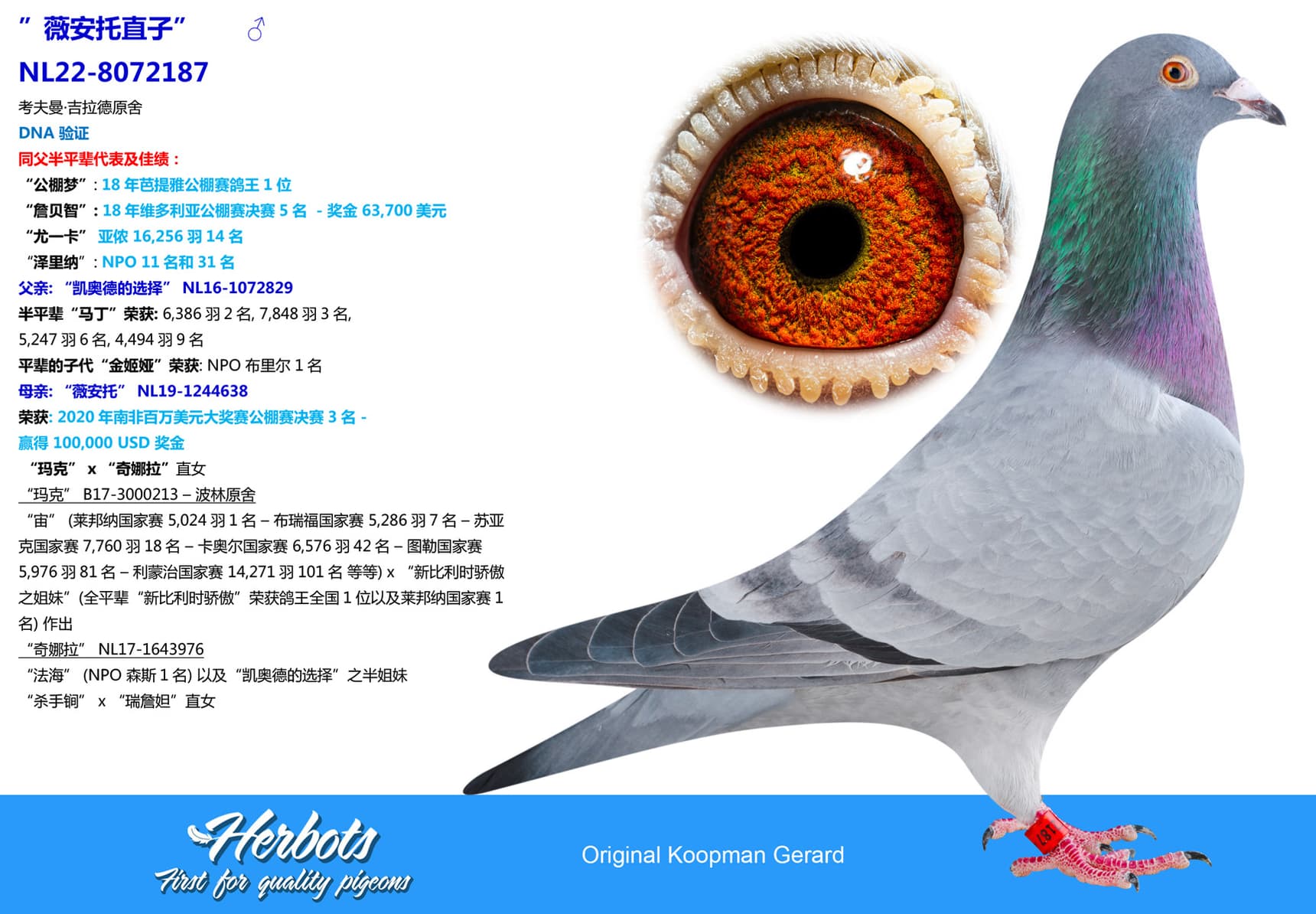 pigeon: undefined