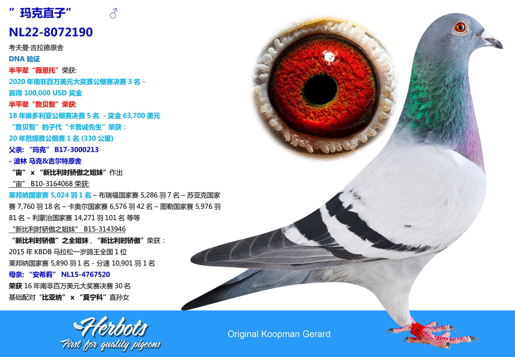 pigeon: undefined