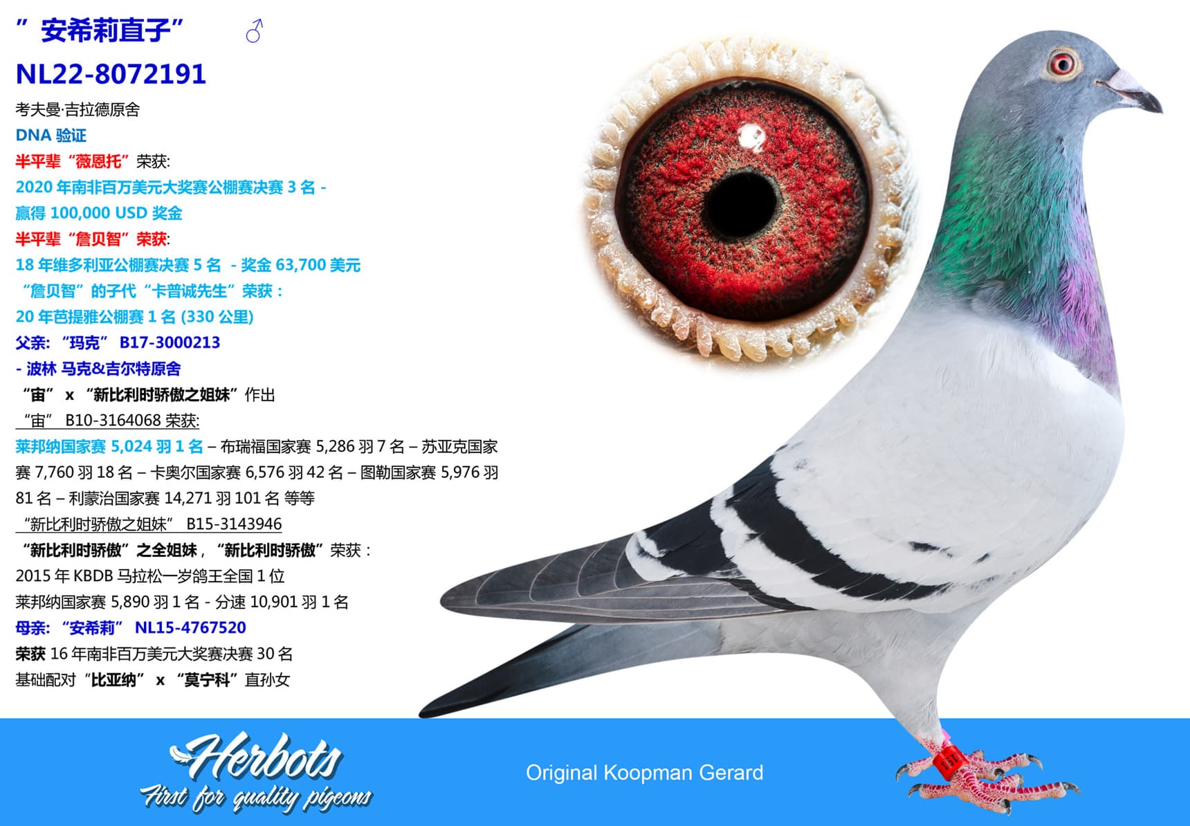 pigeon: undefined