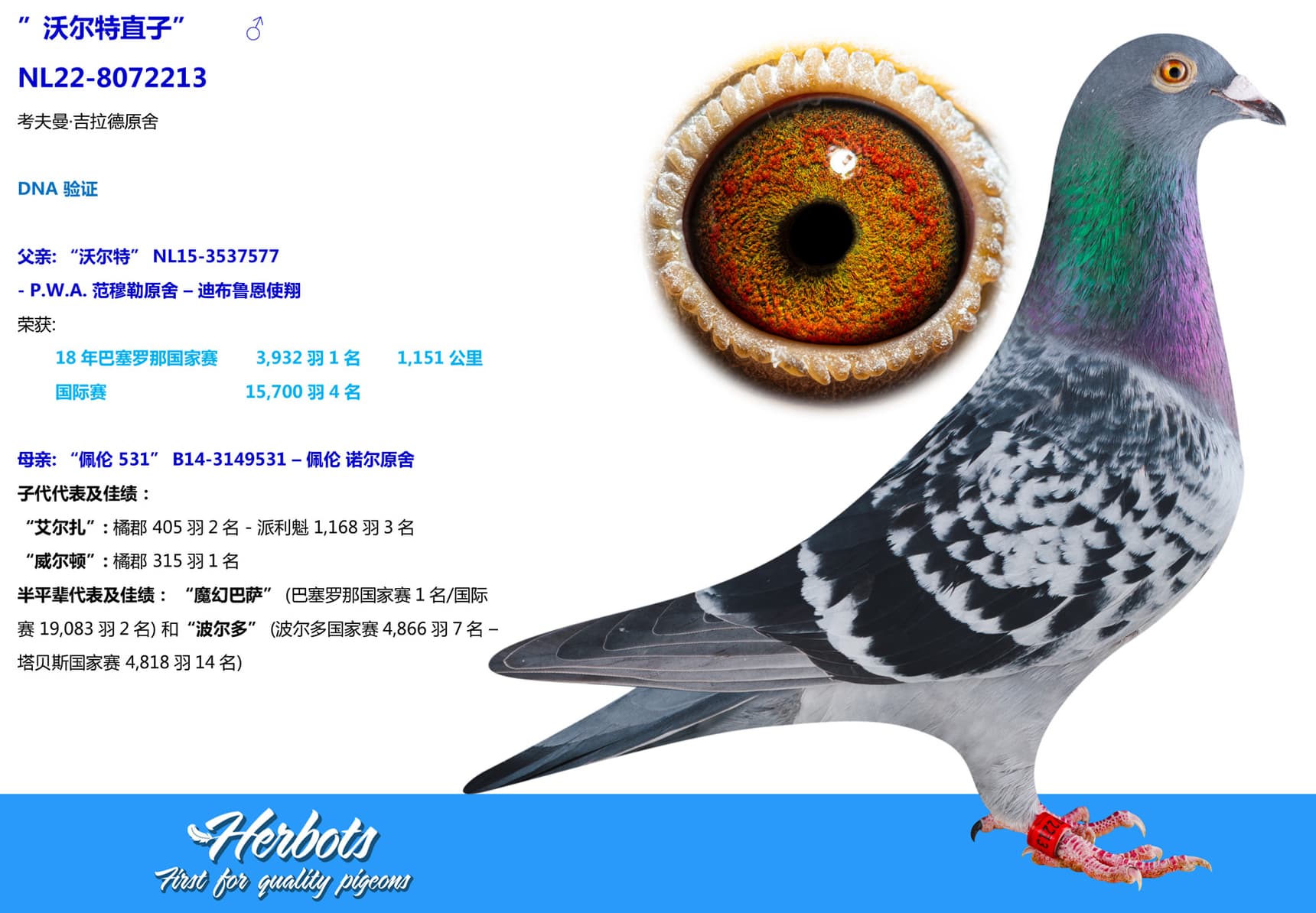 pigeon: undefined