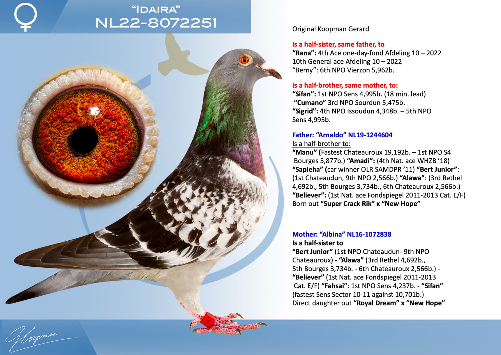 pigeon: undefined