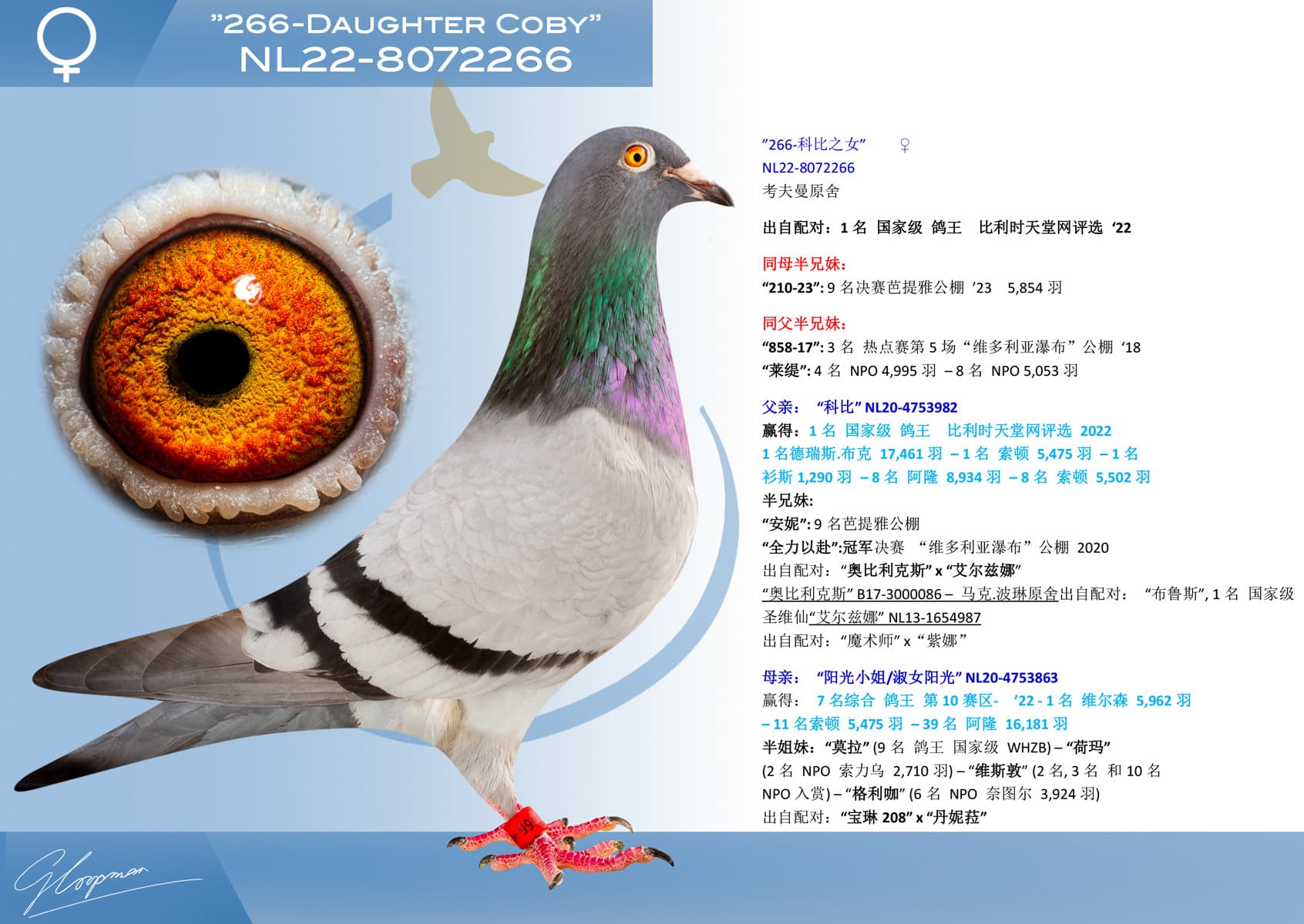 pigeon: undefined