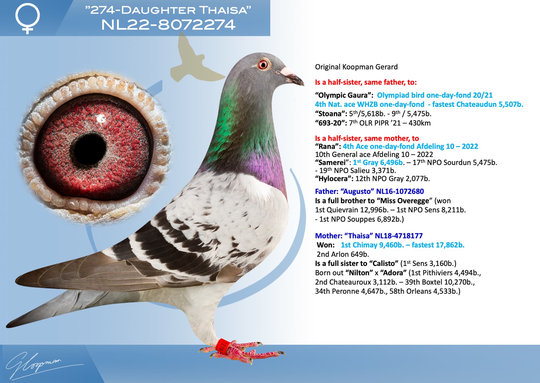 pigeon: undefined