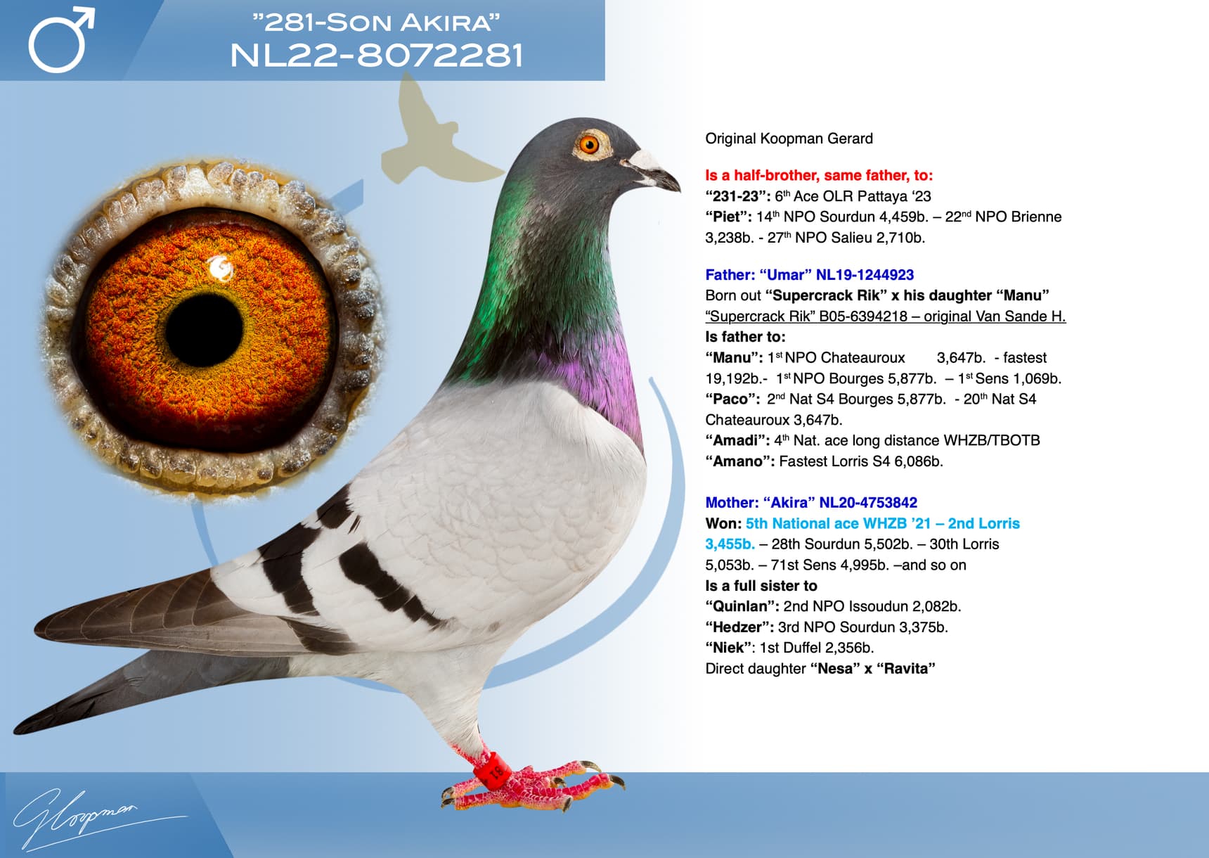 pigeon: undefined