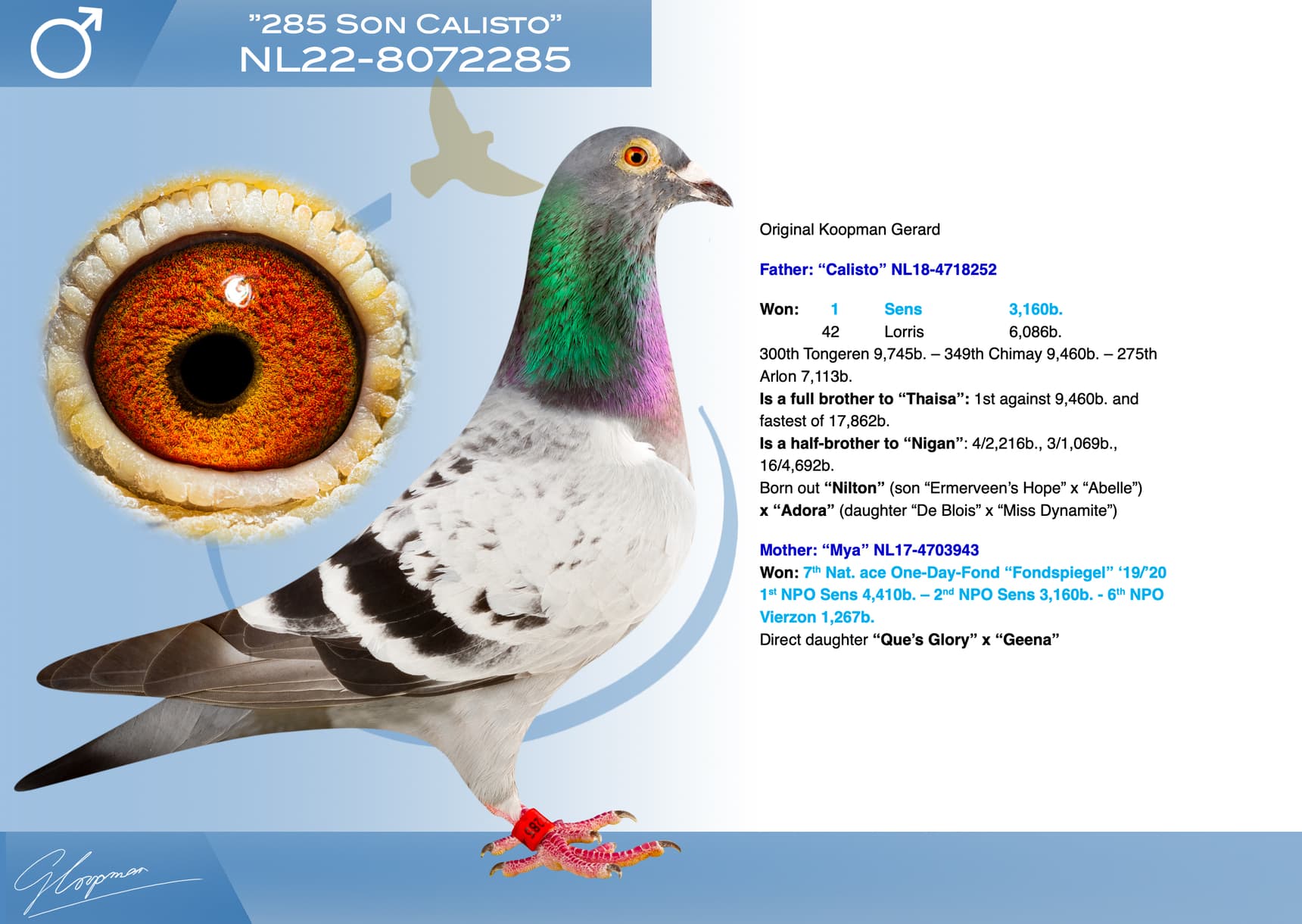 pigeon: undefined