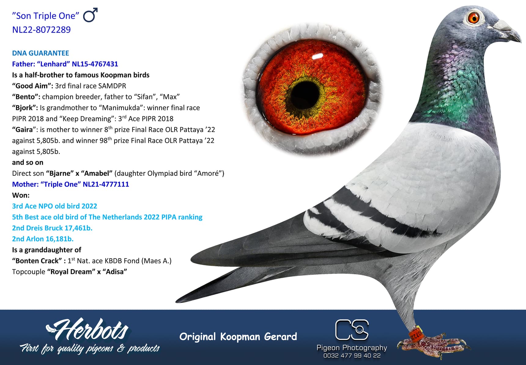 pigeon: undefined