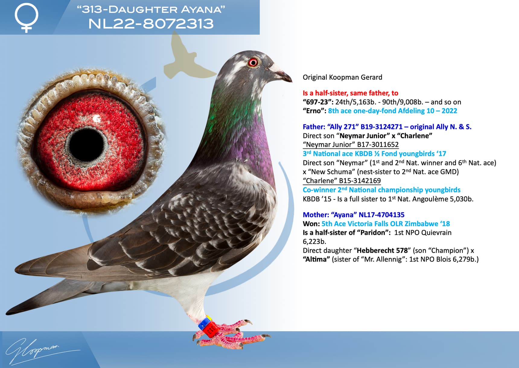 pigeon: undefined