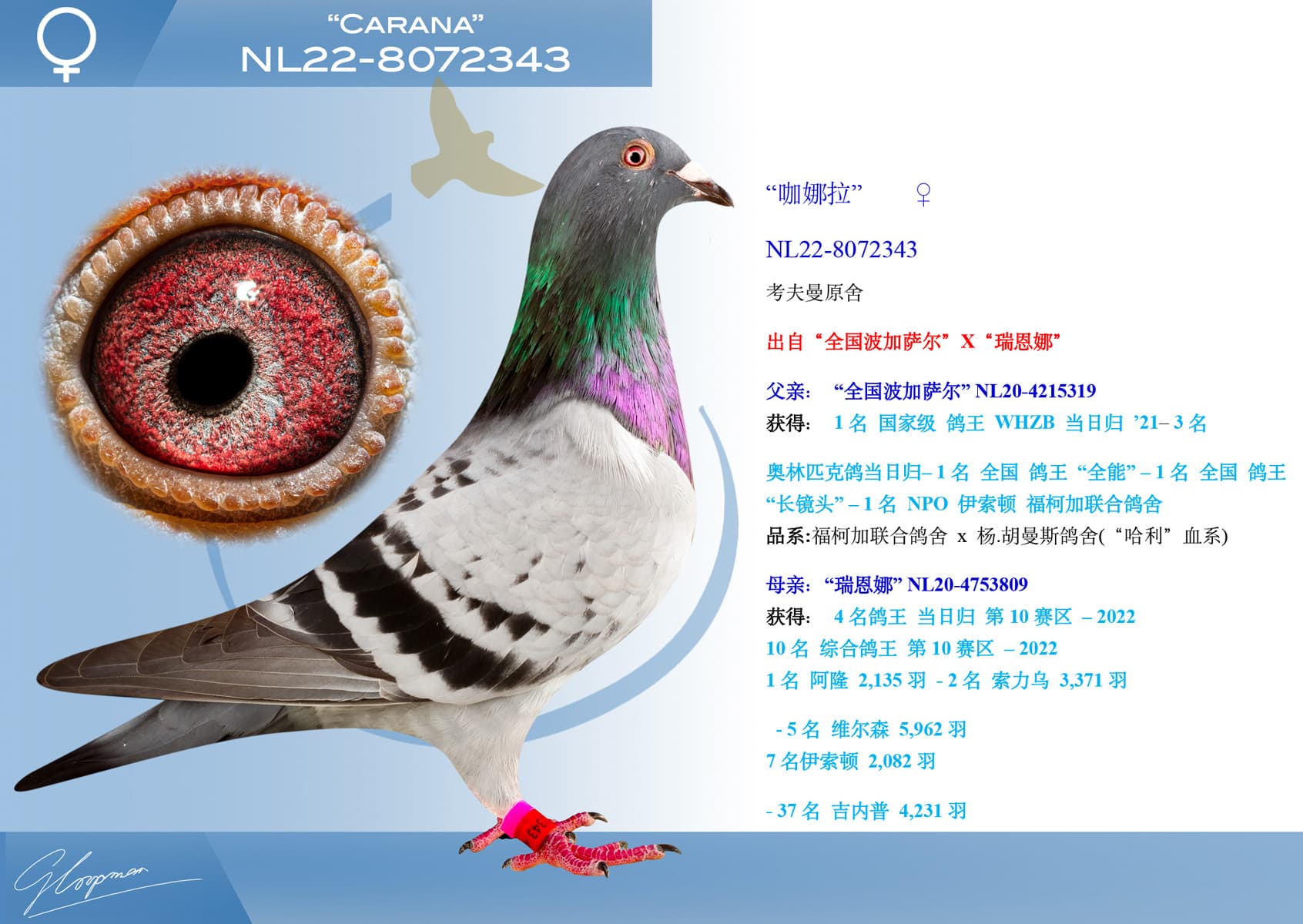 pigeon: “咖娜拉”