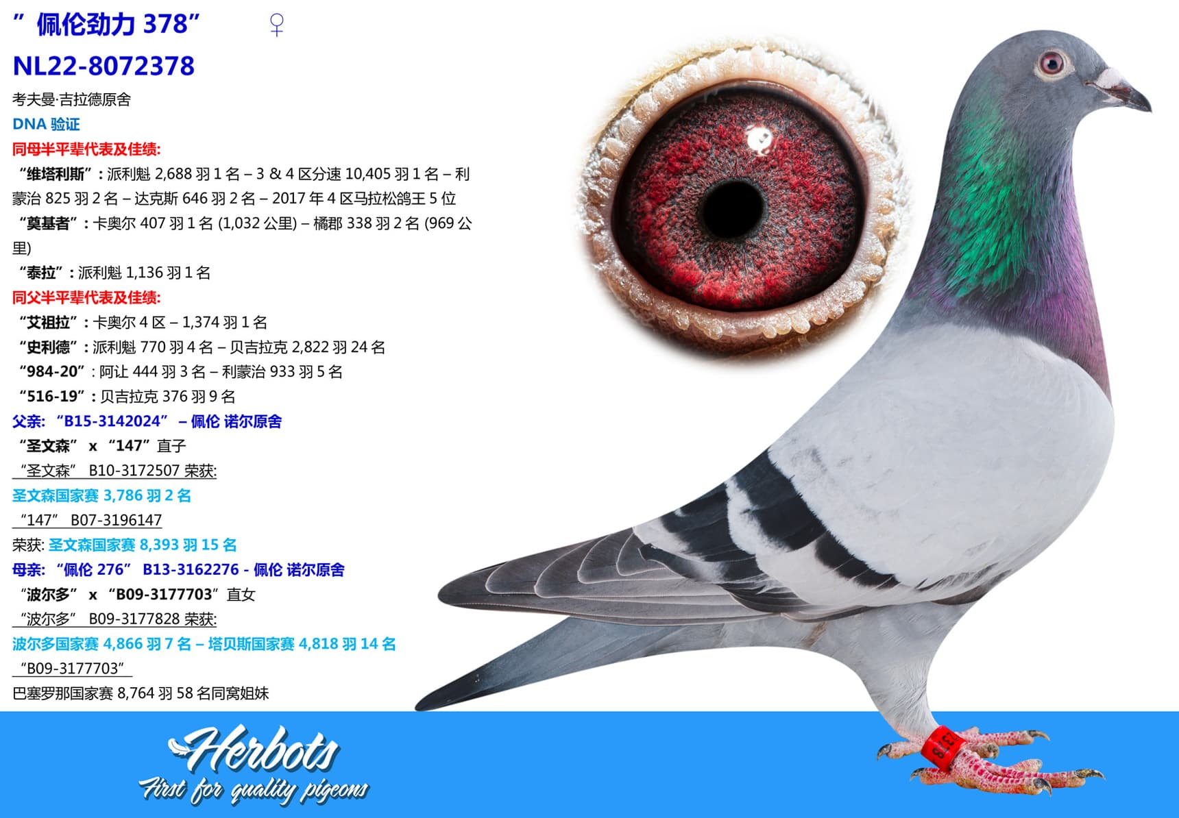 pigeon: undefined