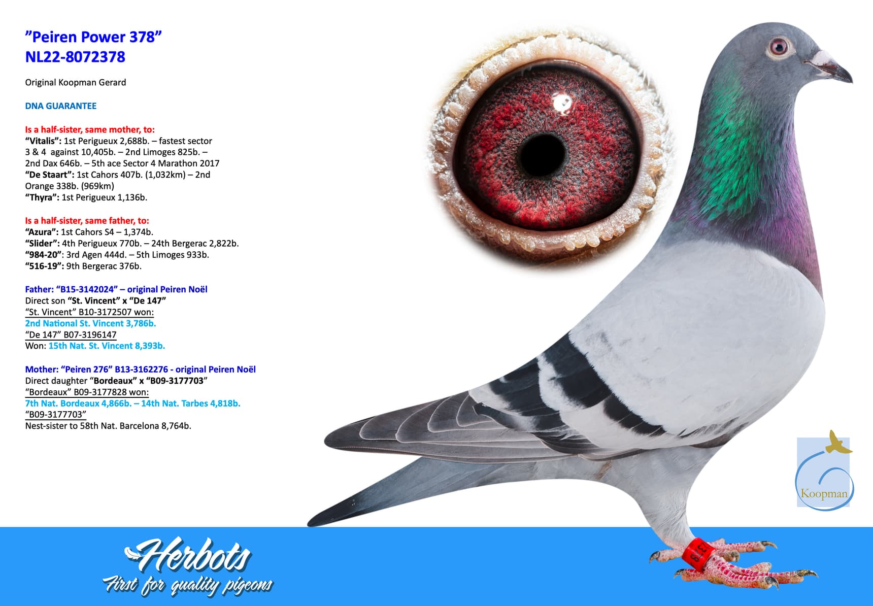 pigeon: undefined