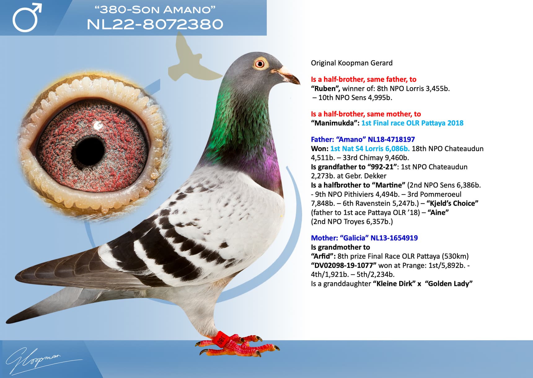 pigeon: undefined