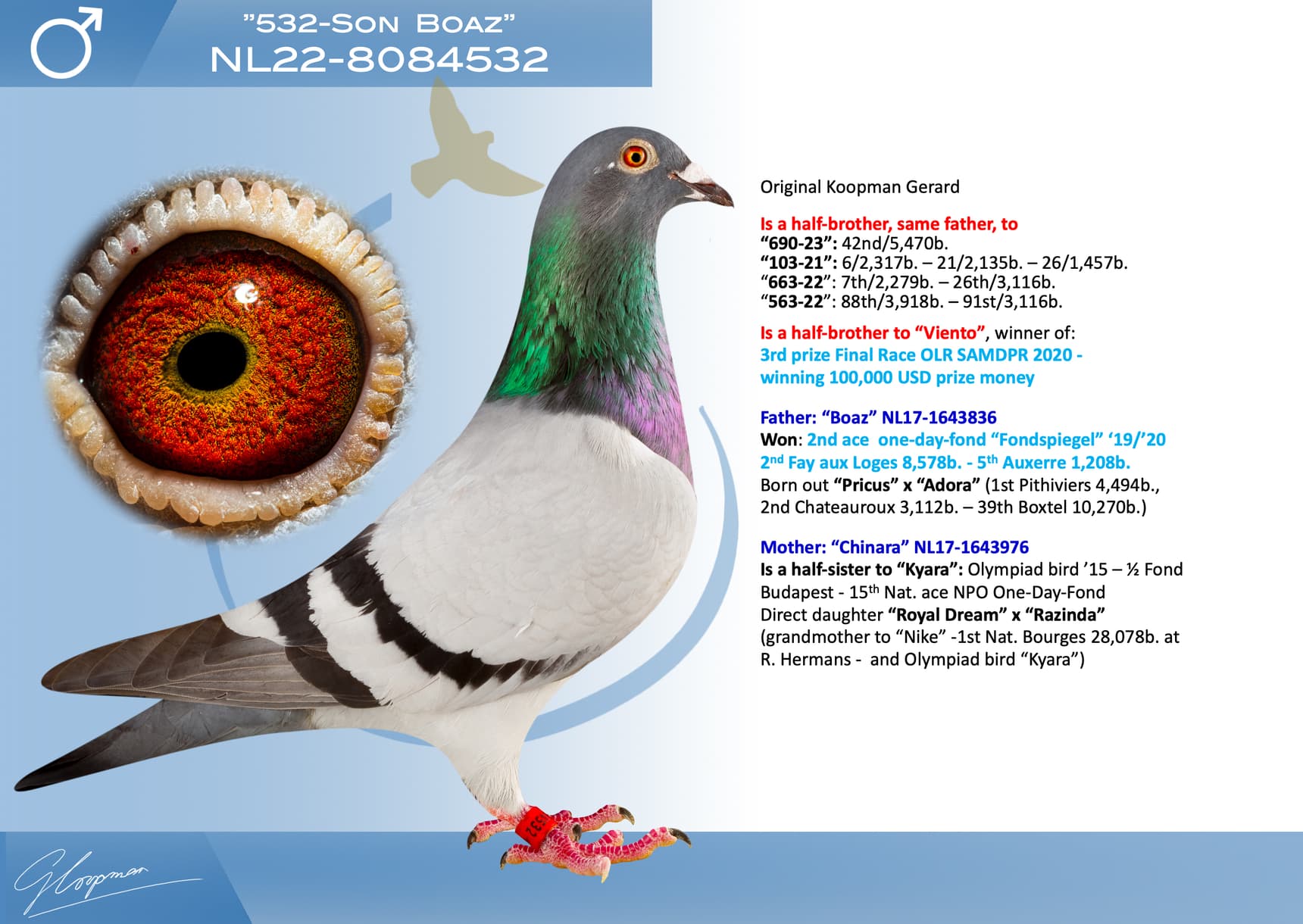 pigeon: undefined