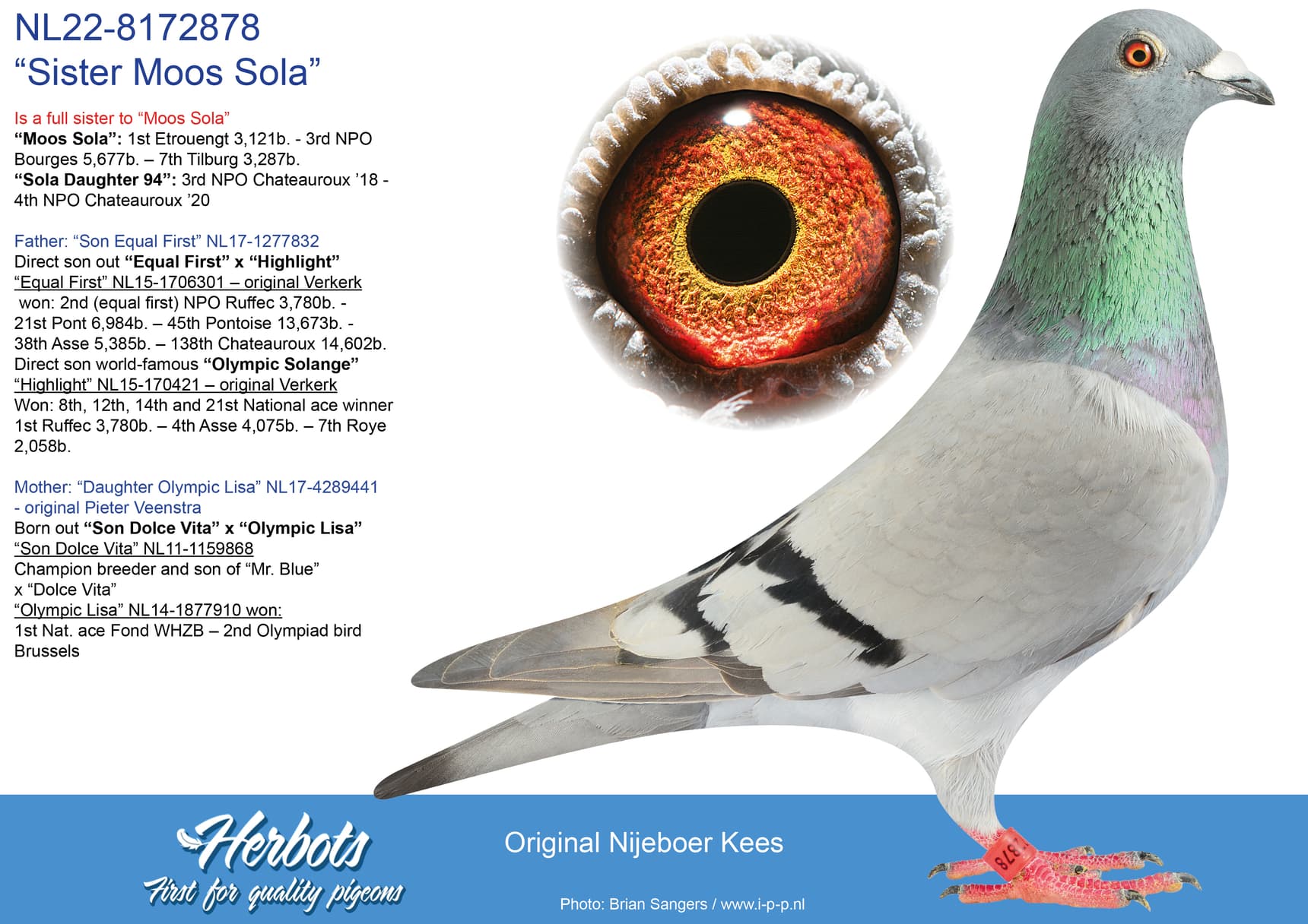 pigeon: undefined