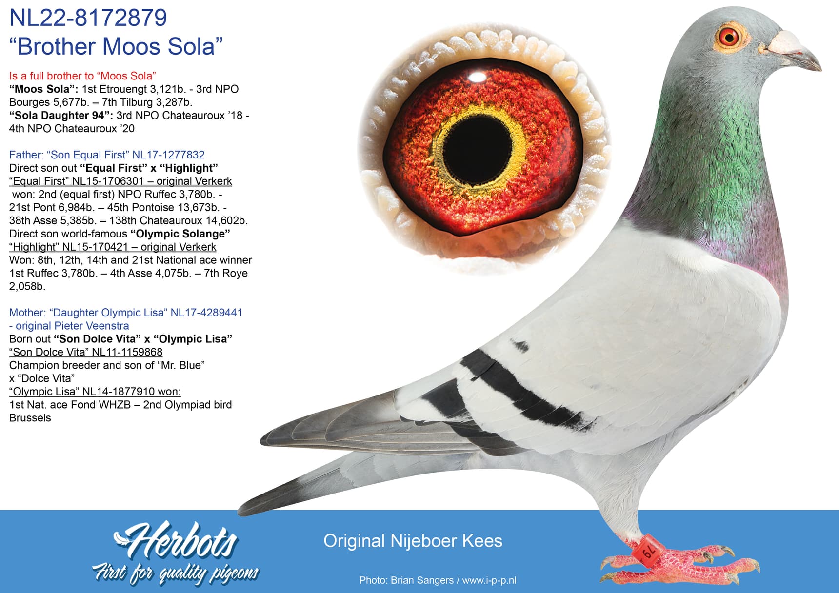 pigeon: undefined