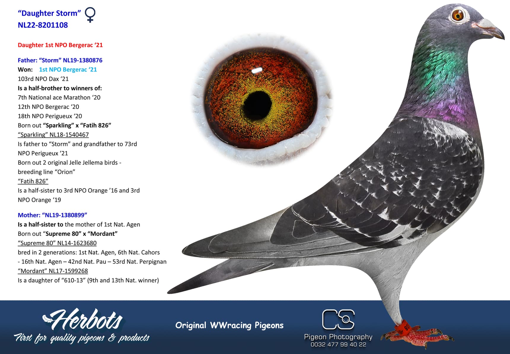 pigeon: undefined