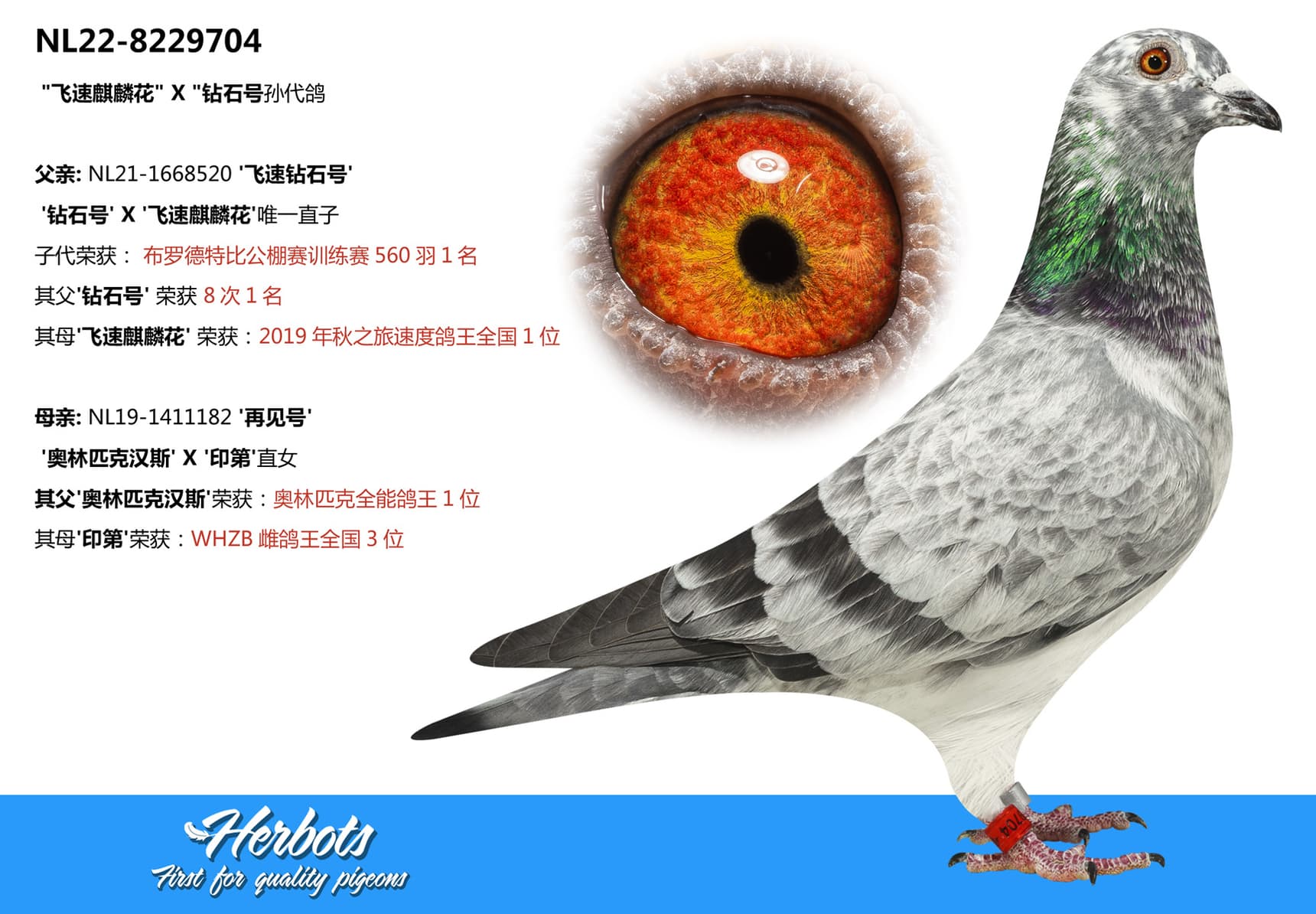 pigeon: undefined