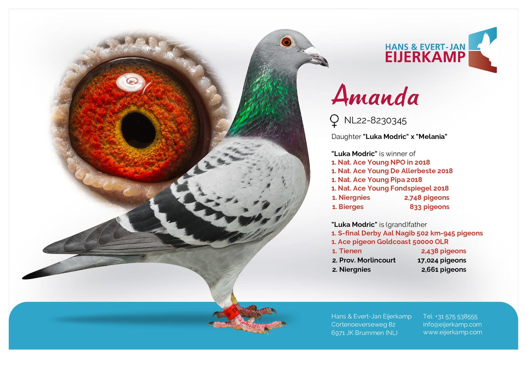 pigeon: undefined
