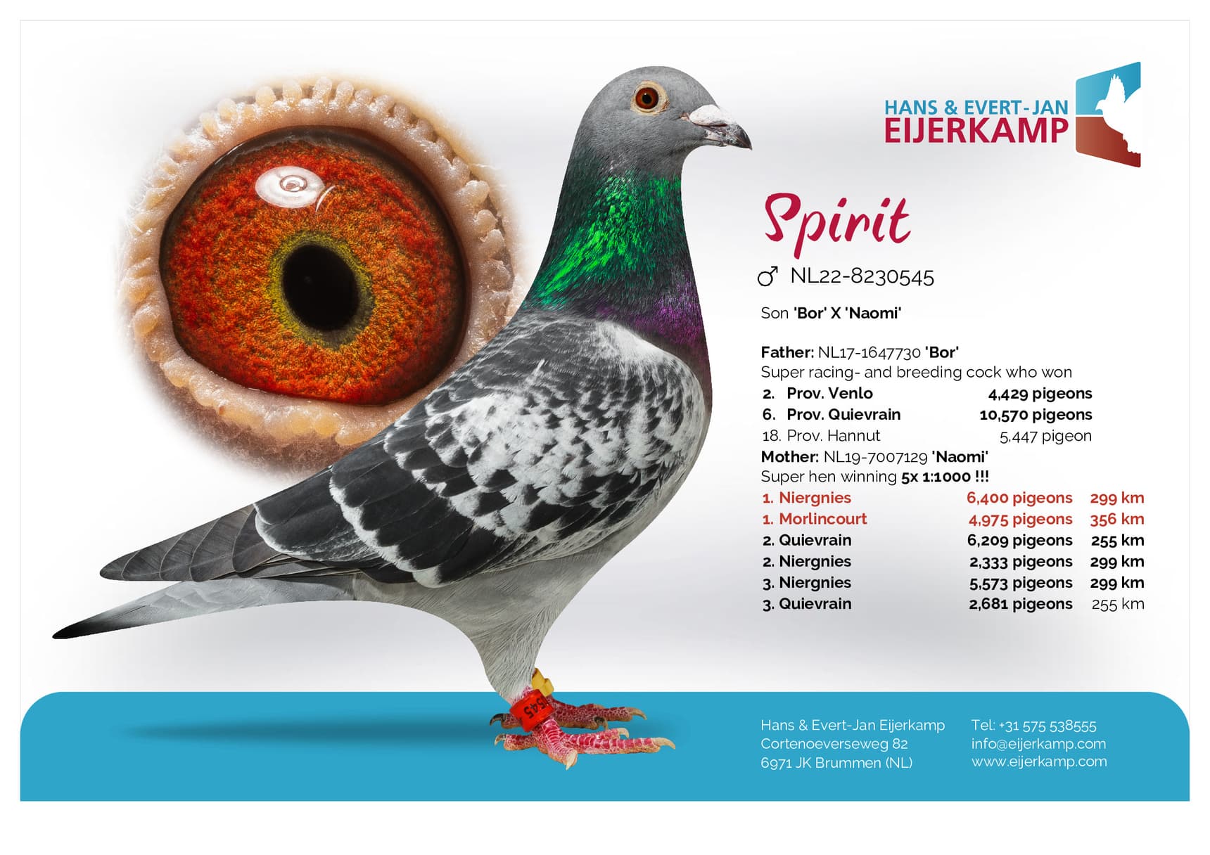 pigeon: undefined