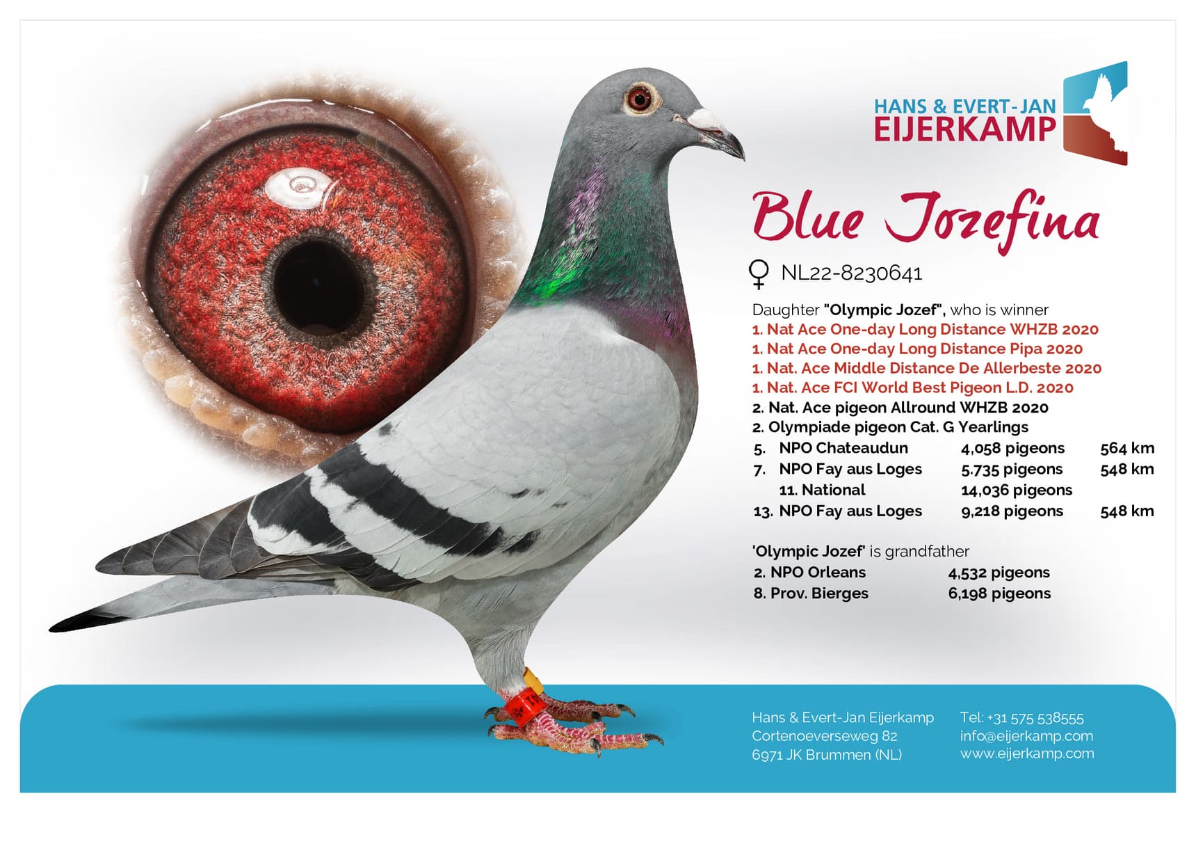 pigeon: undefined