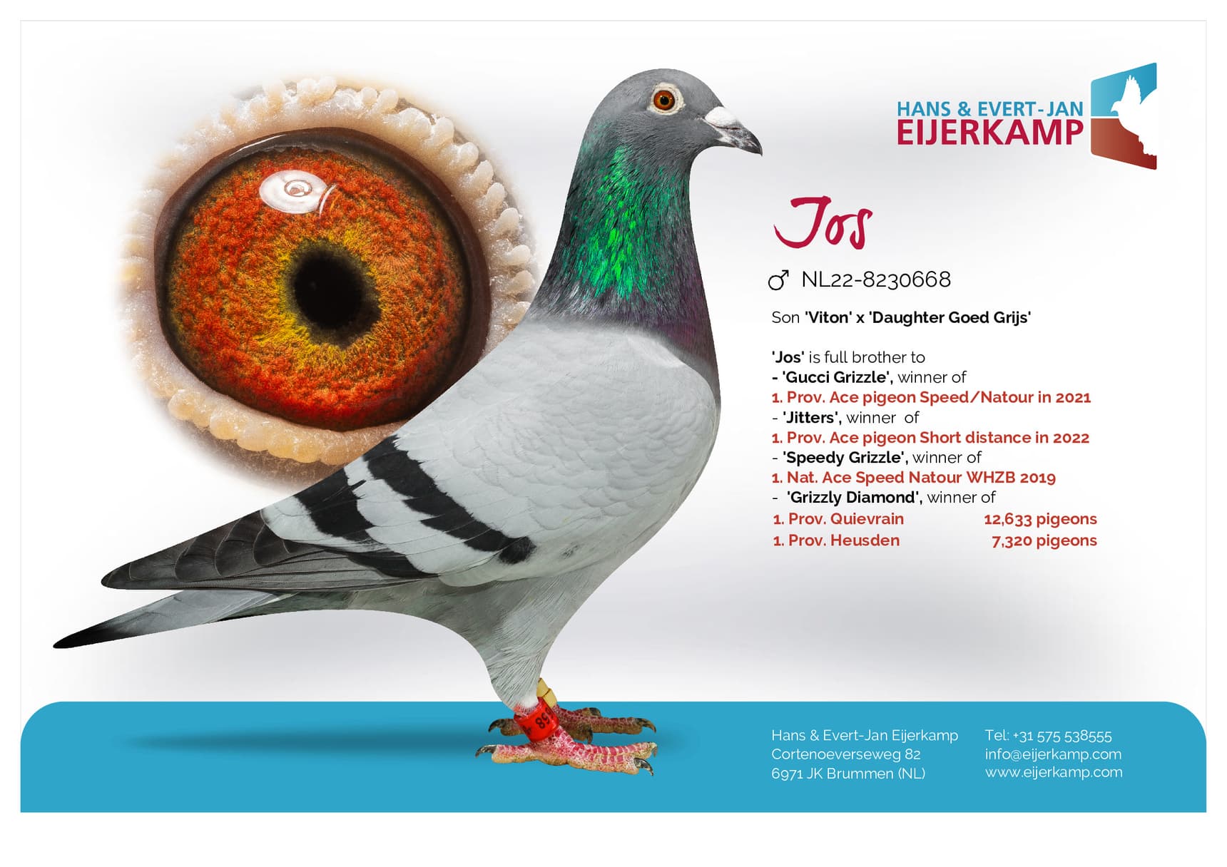 pigeon: undefined