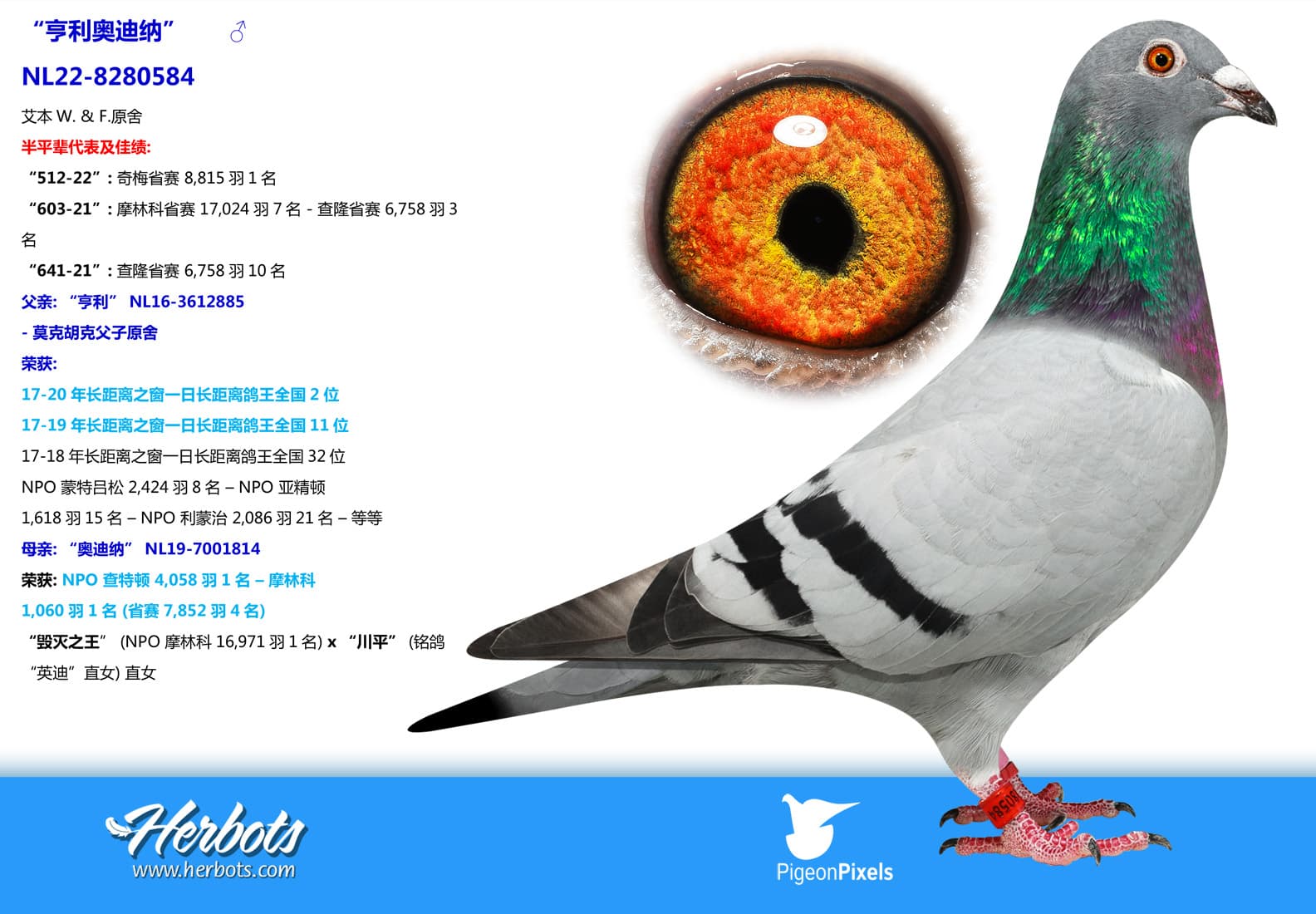 pigeon: undefined