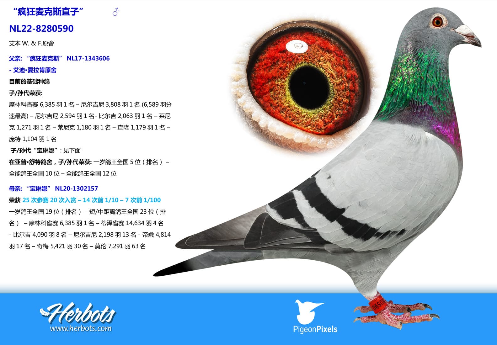 pigeon: undefined